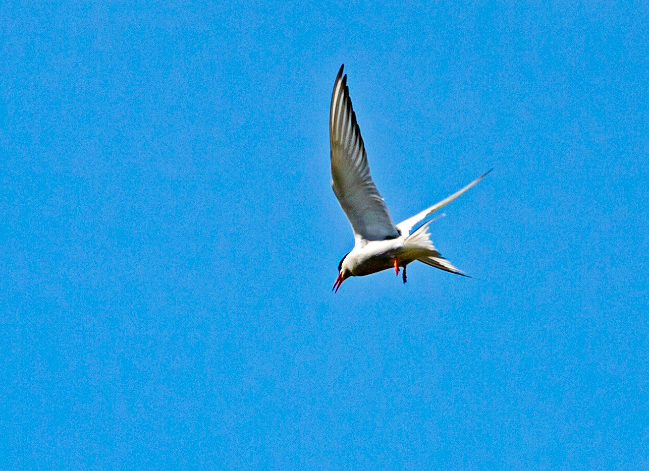 Isle of May - 04 June 2022