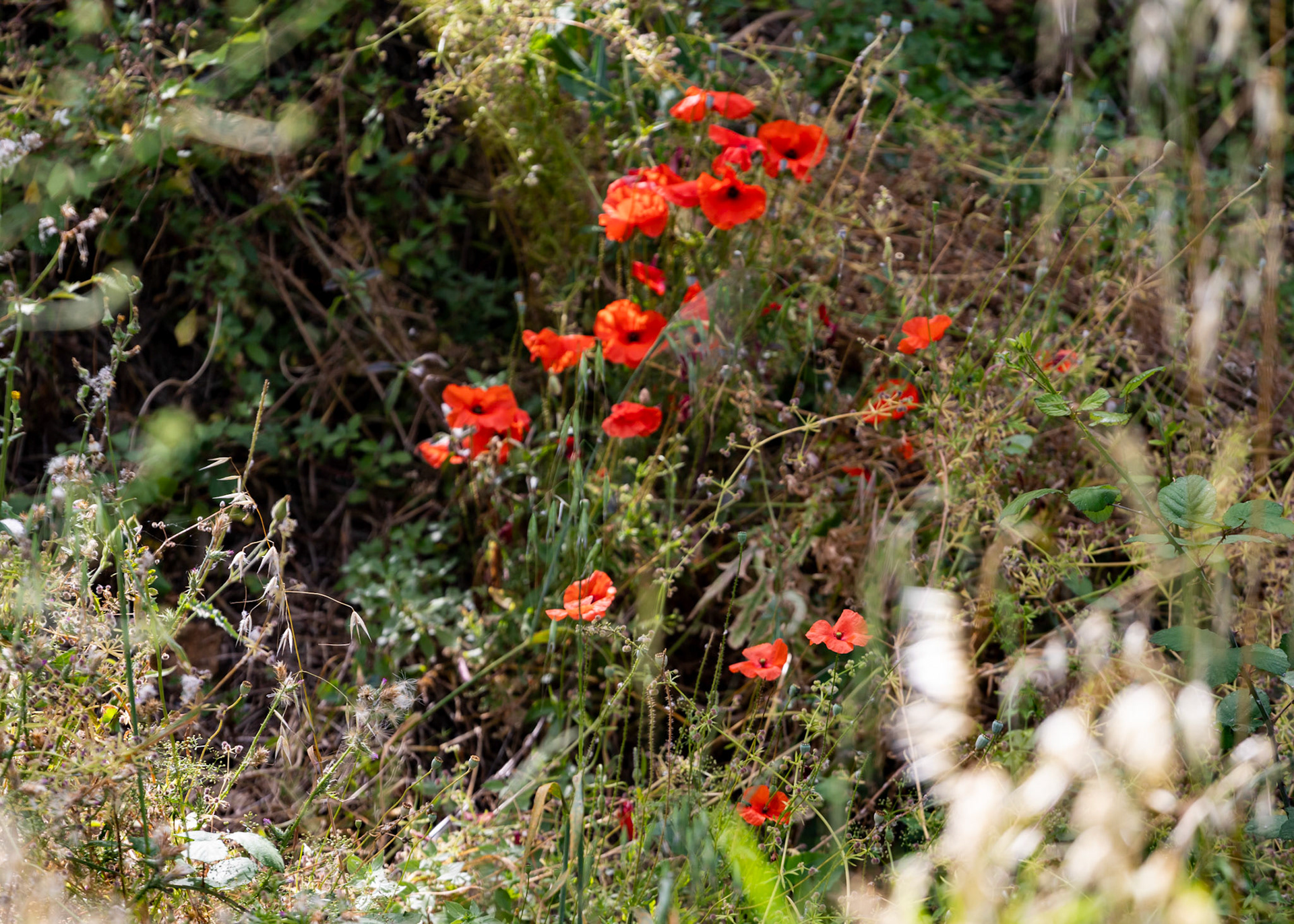 Monteriggioni 22 June 2024