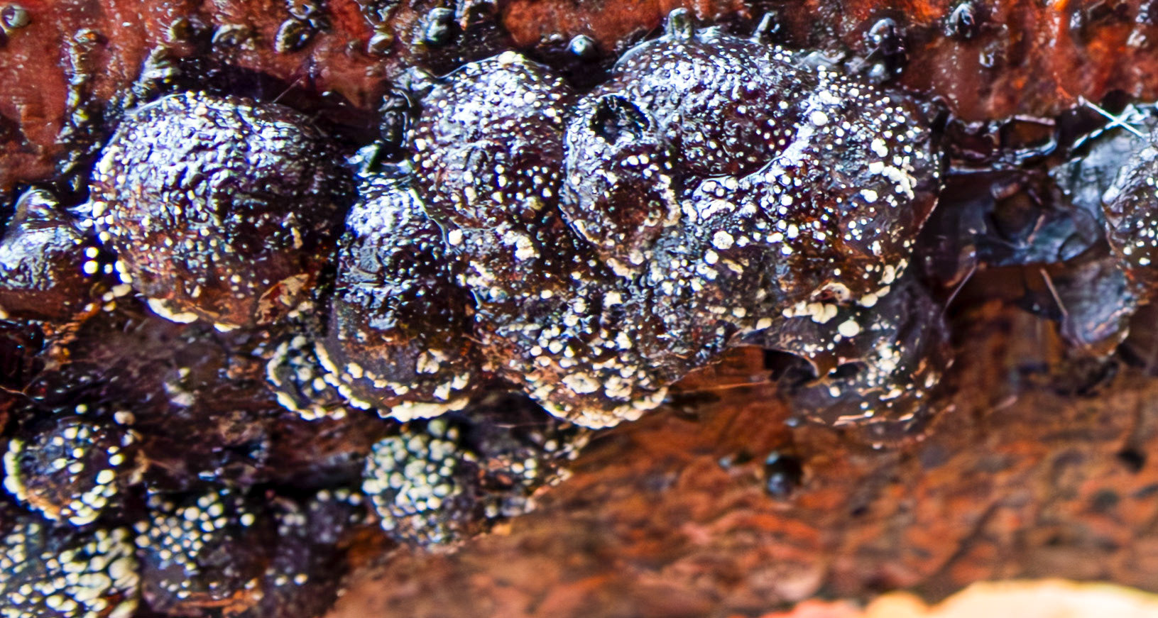 Carbon balls (Daldinia concentrica) Deans Woods 08 November 2025