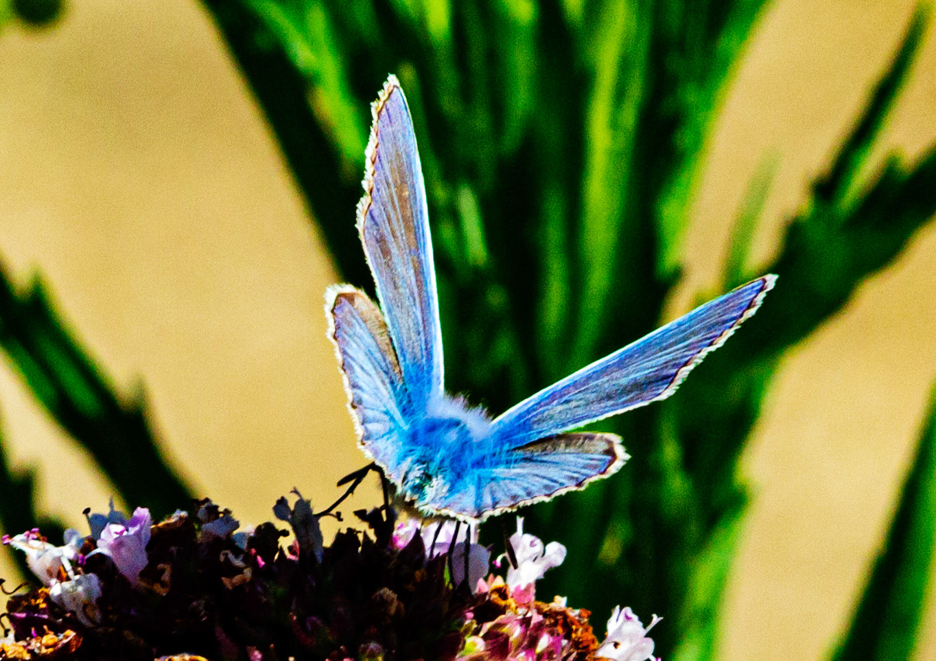 Mottistone IOW 16 July 2022