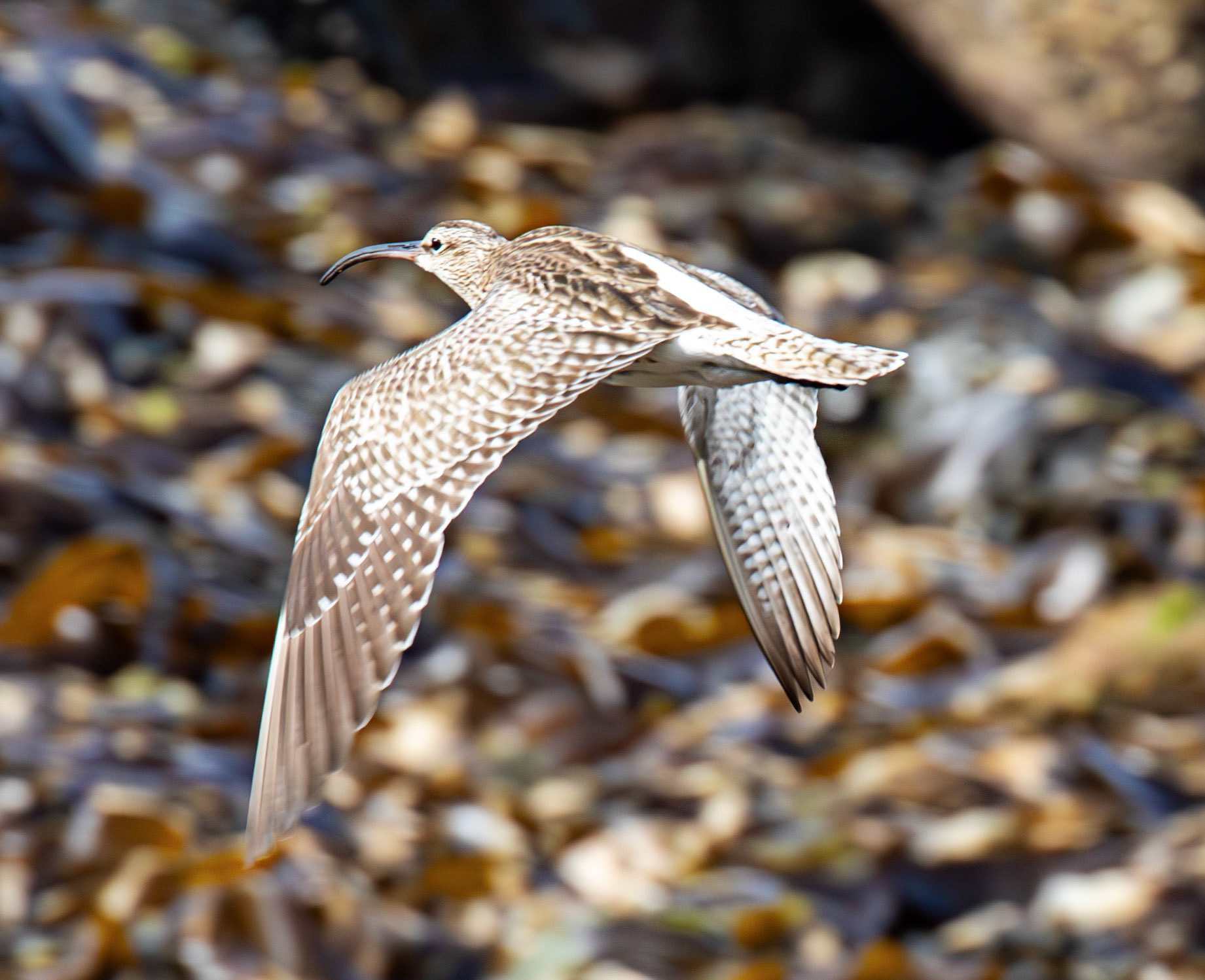 Whimbrel at Brough 03 May 2026