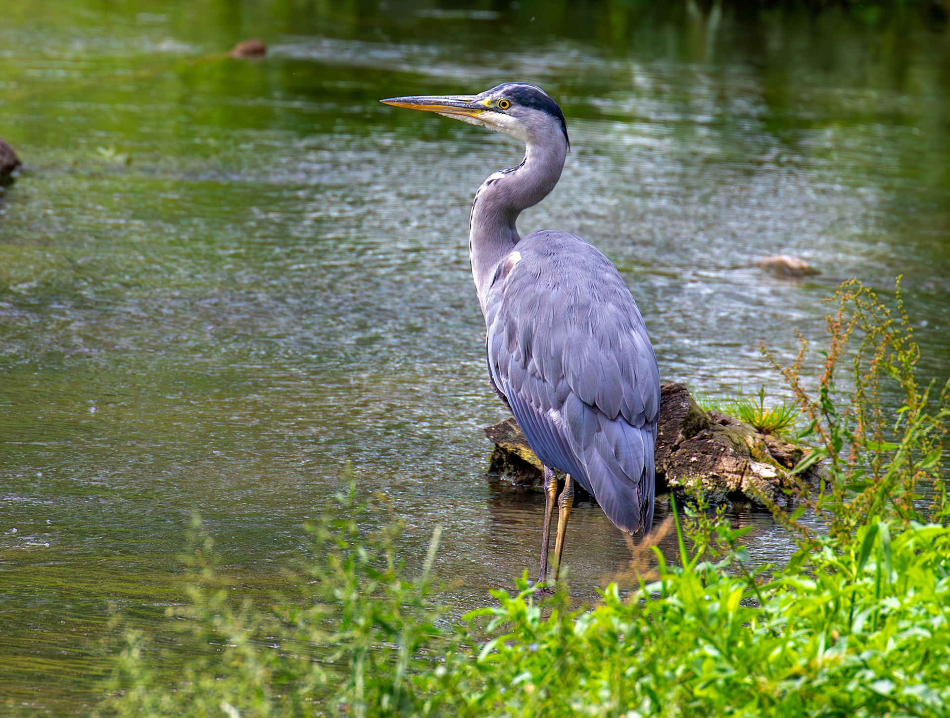 Grey Heron, River Cam, Cambridge 14 June 2026