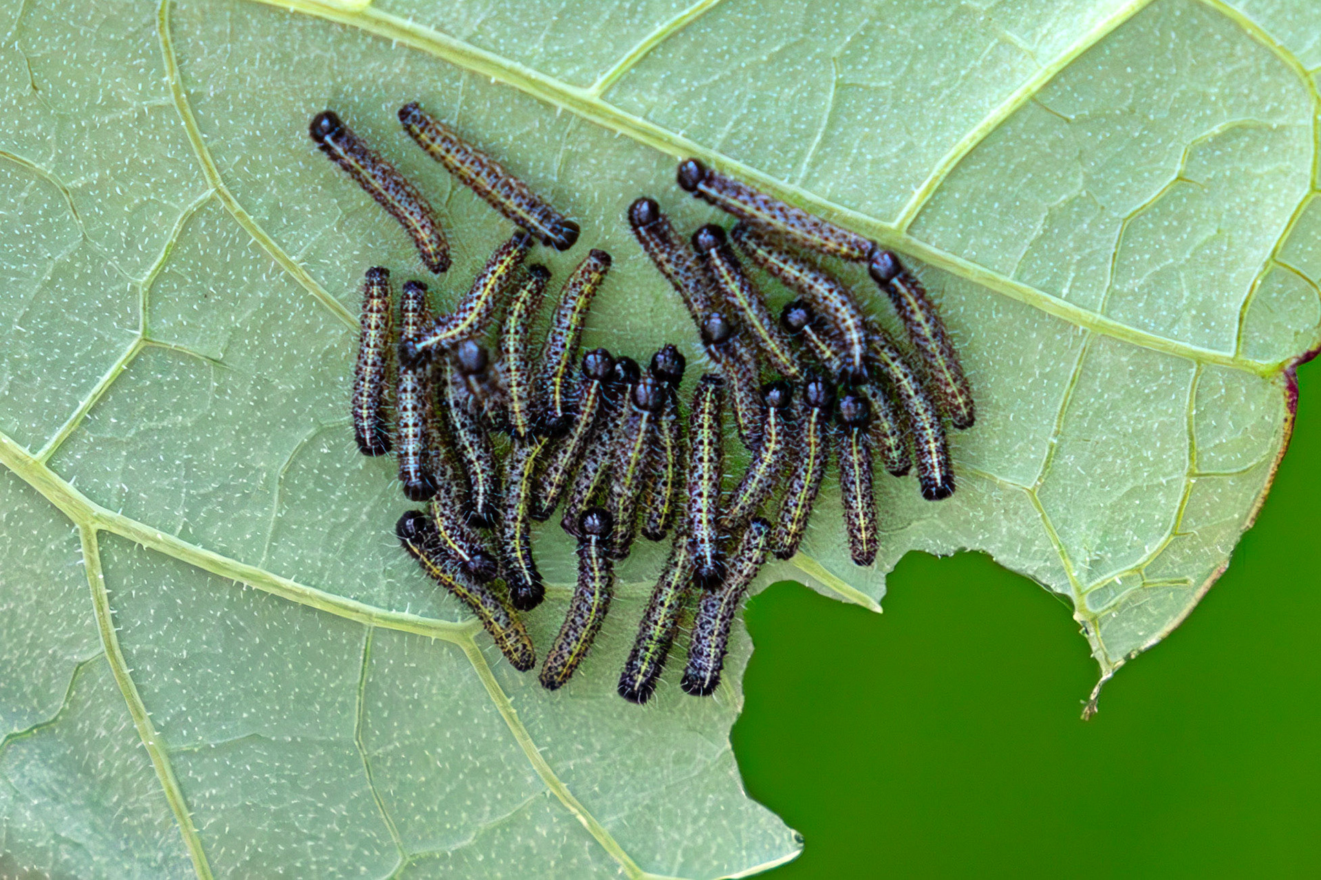 Deans 03 August 2025