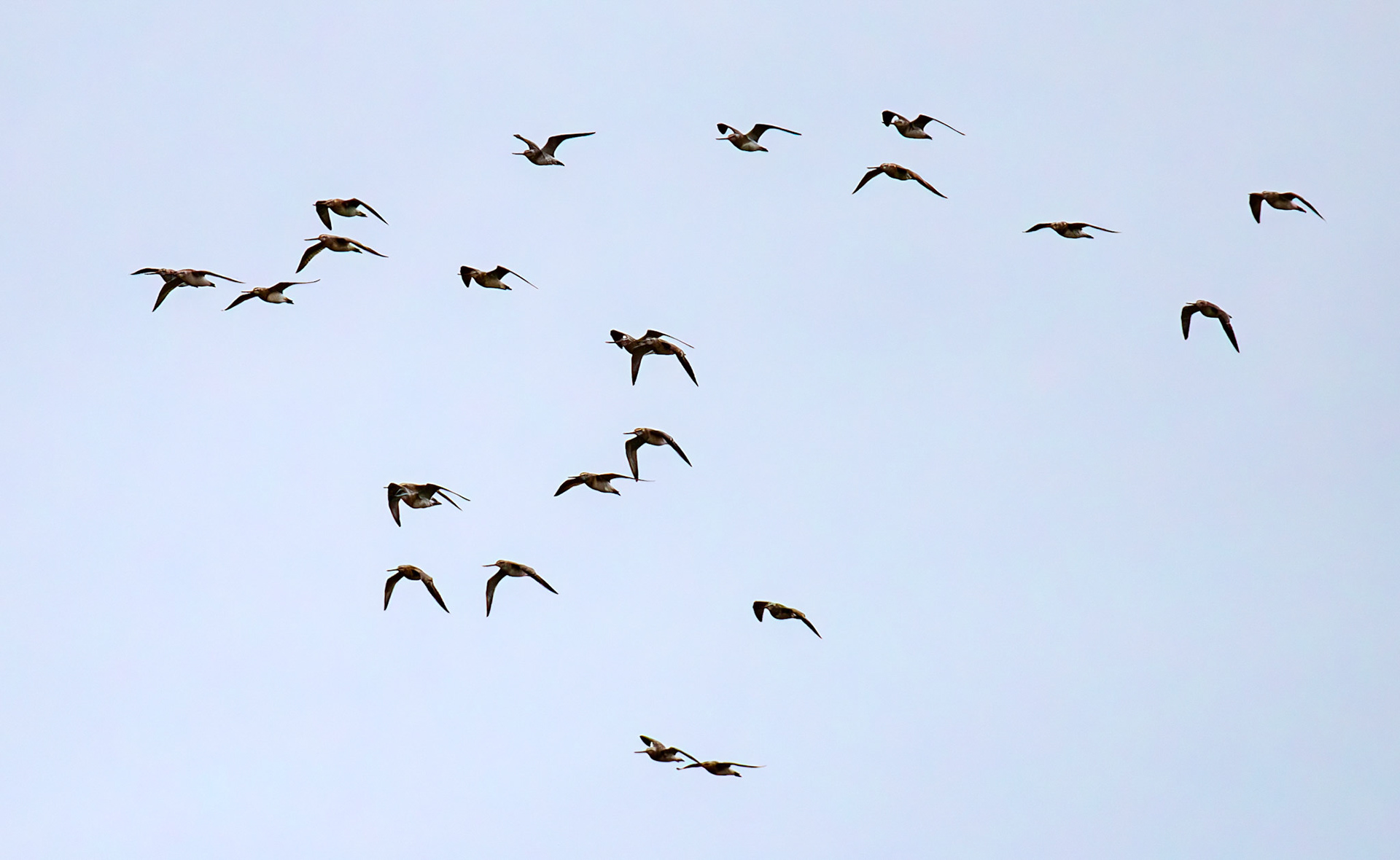 Bar Tailed Godwit: The Island of Islay 04 March 2025