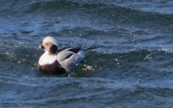 Long-tailed duck at PortessiePlease see my other bird Photographs at:http://www.jamespdeans.co.uk/p335071268