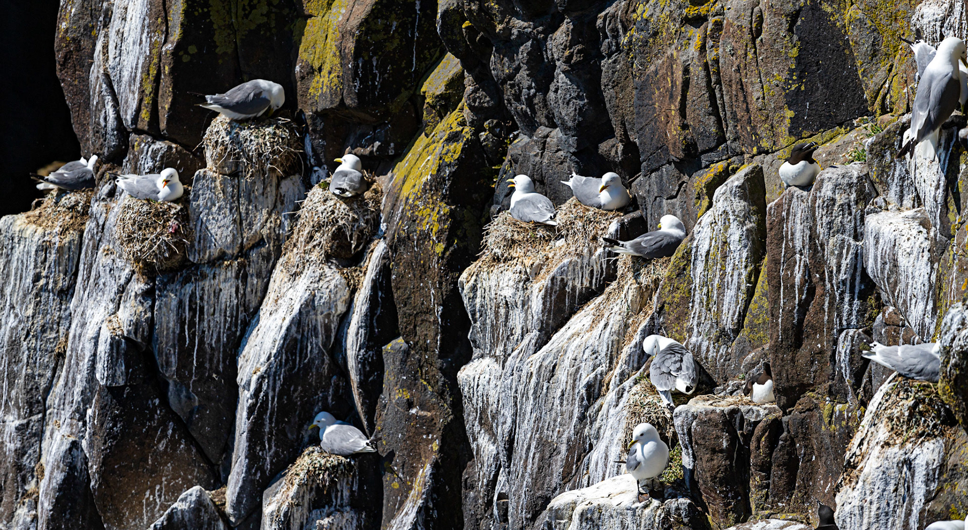 Isle of May - 04 June 2022