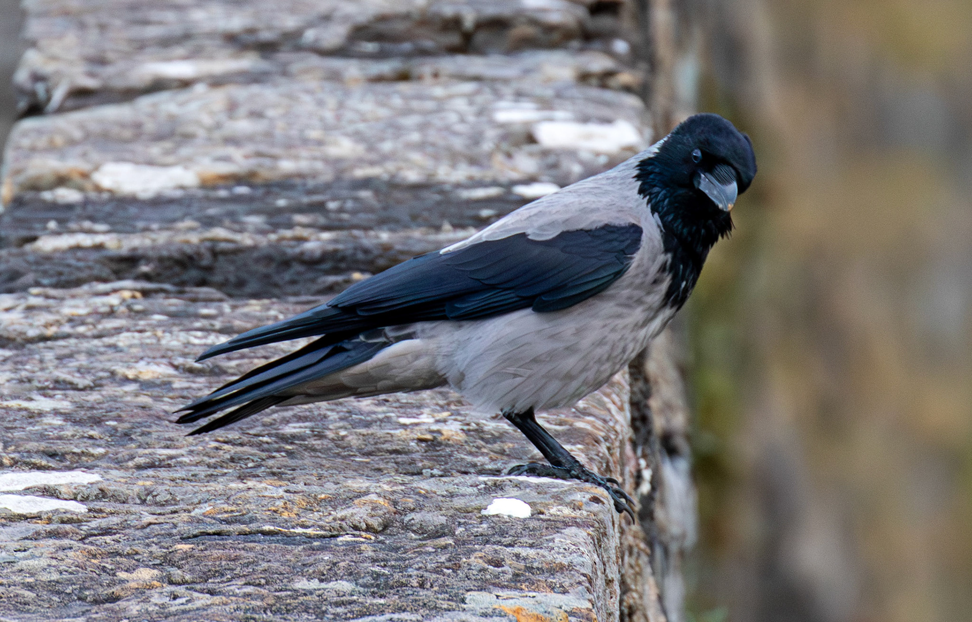 Hooded Crow on Sligachan Bridge, Skye 14 November 2025