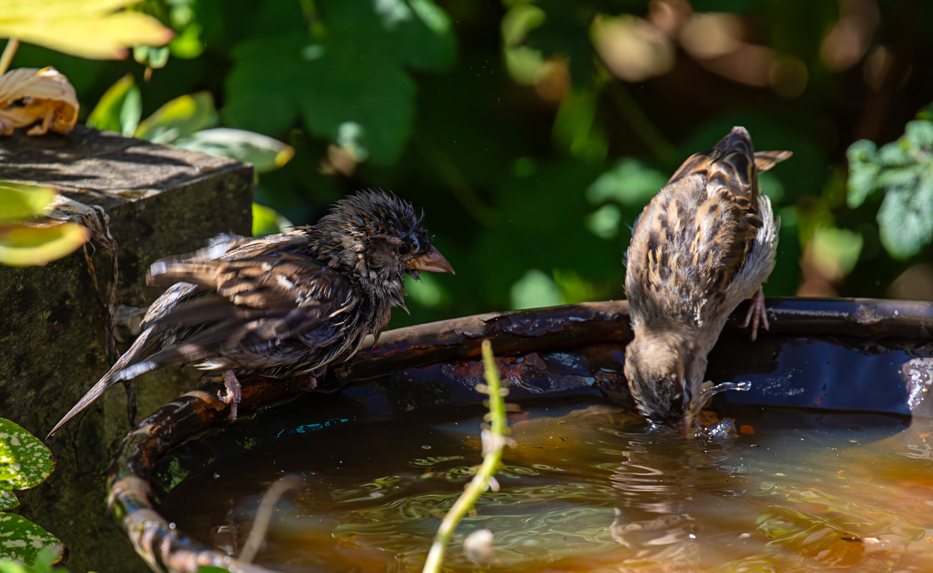 House Sparrows bathing in Livingston 12 July 2025