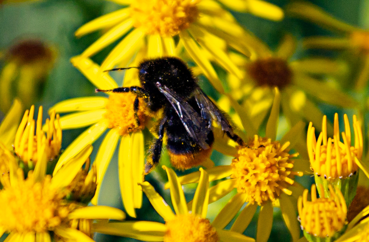 Ventnor Down IOW 15  July 2022