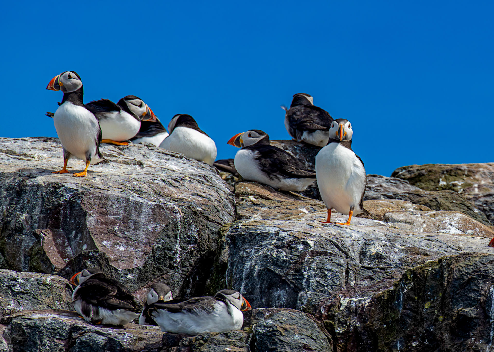 Puffins - Farne Islands 03 July 2026