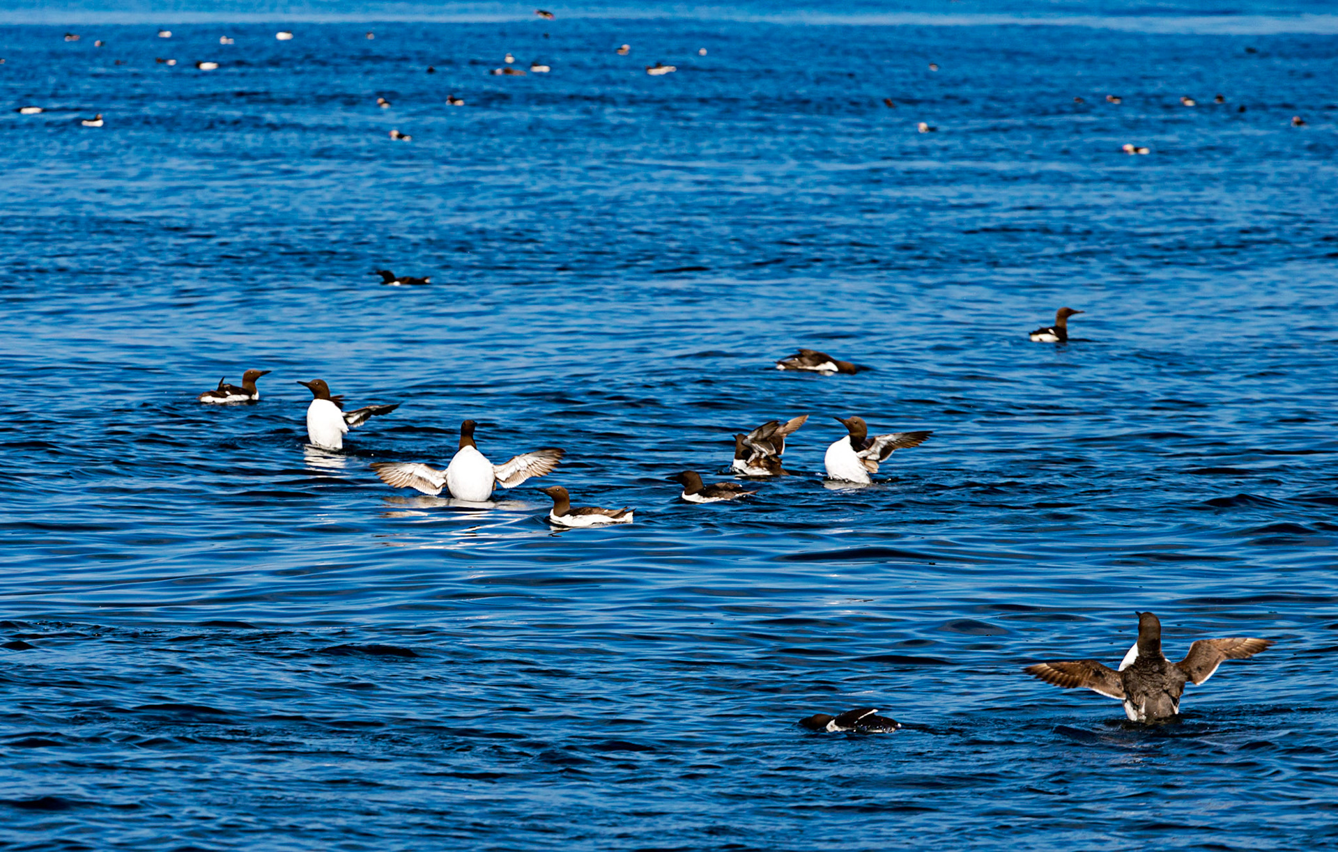 Isle of May - 04 June 2022