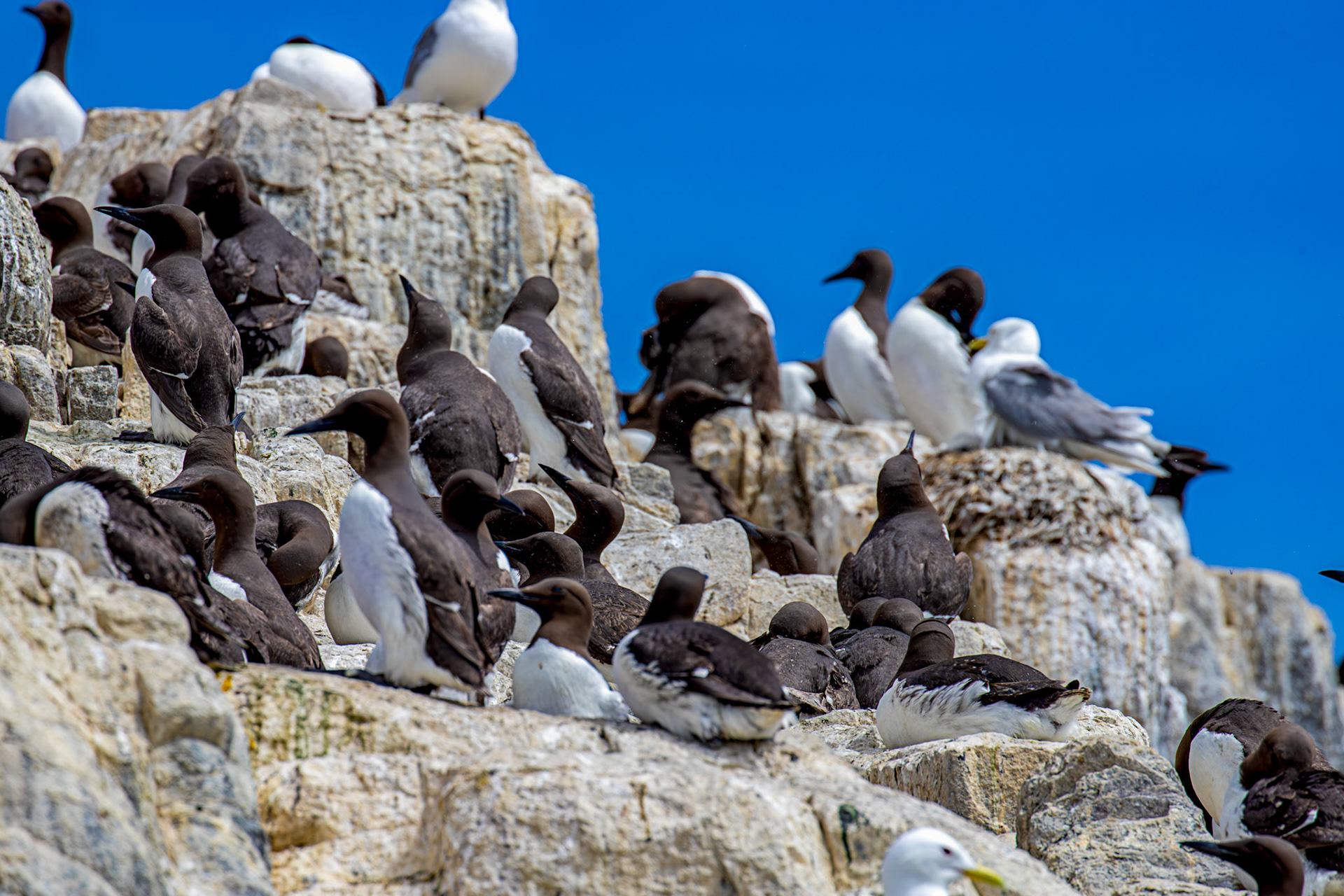 Guillemots - Farne Islands 03 July 2026
