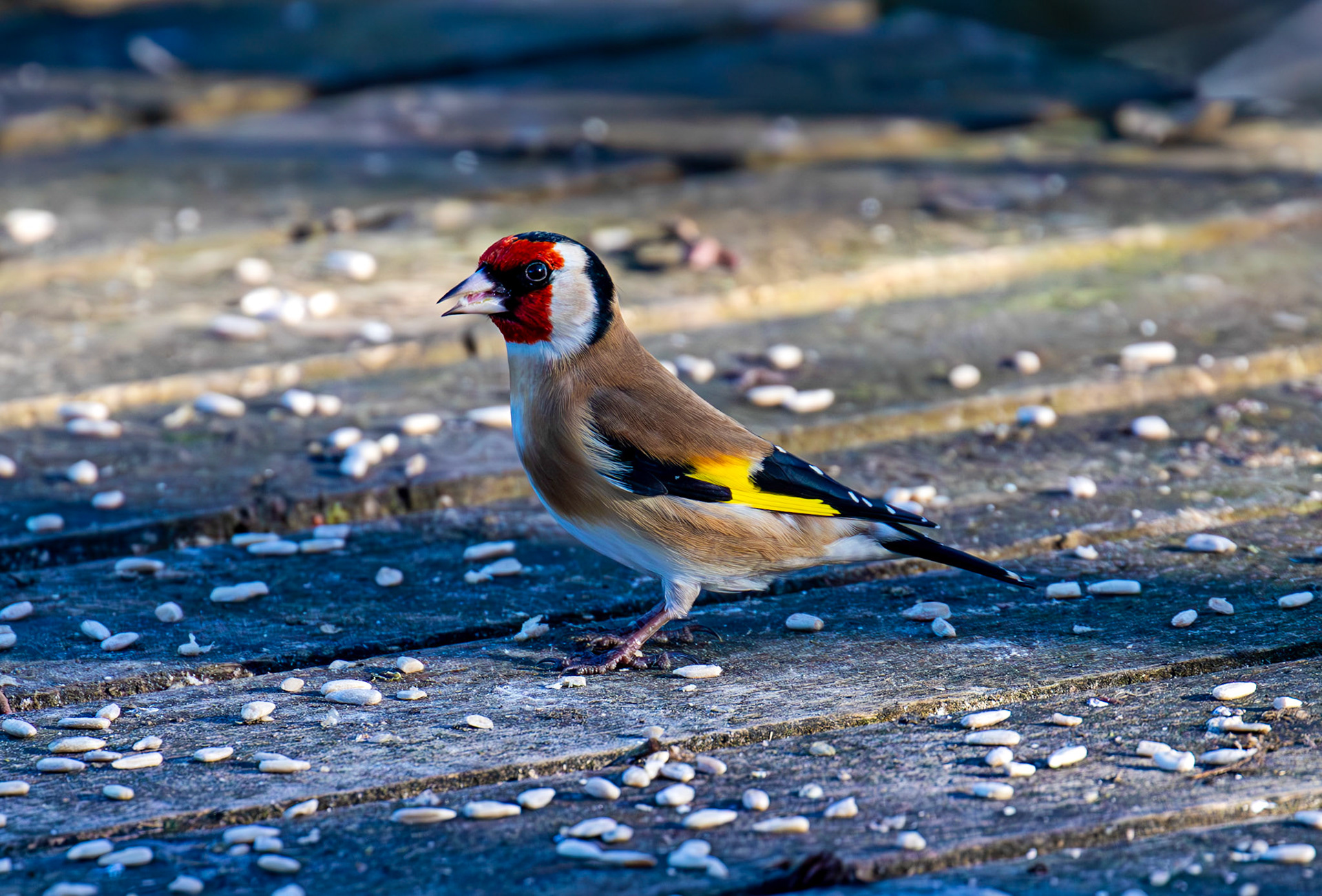Goldfinch at Bavelaw 30 January 2025