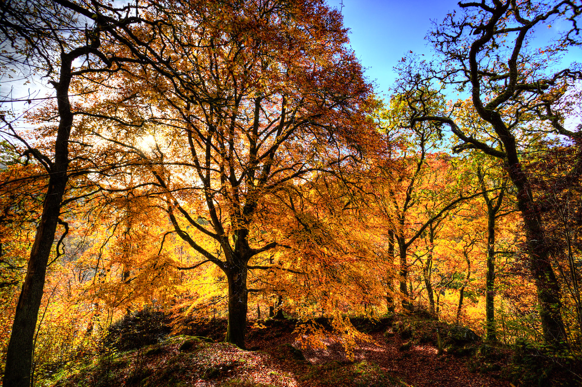 Killiecrankie. Autumnal Tour around Perthshire 19 October 2024