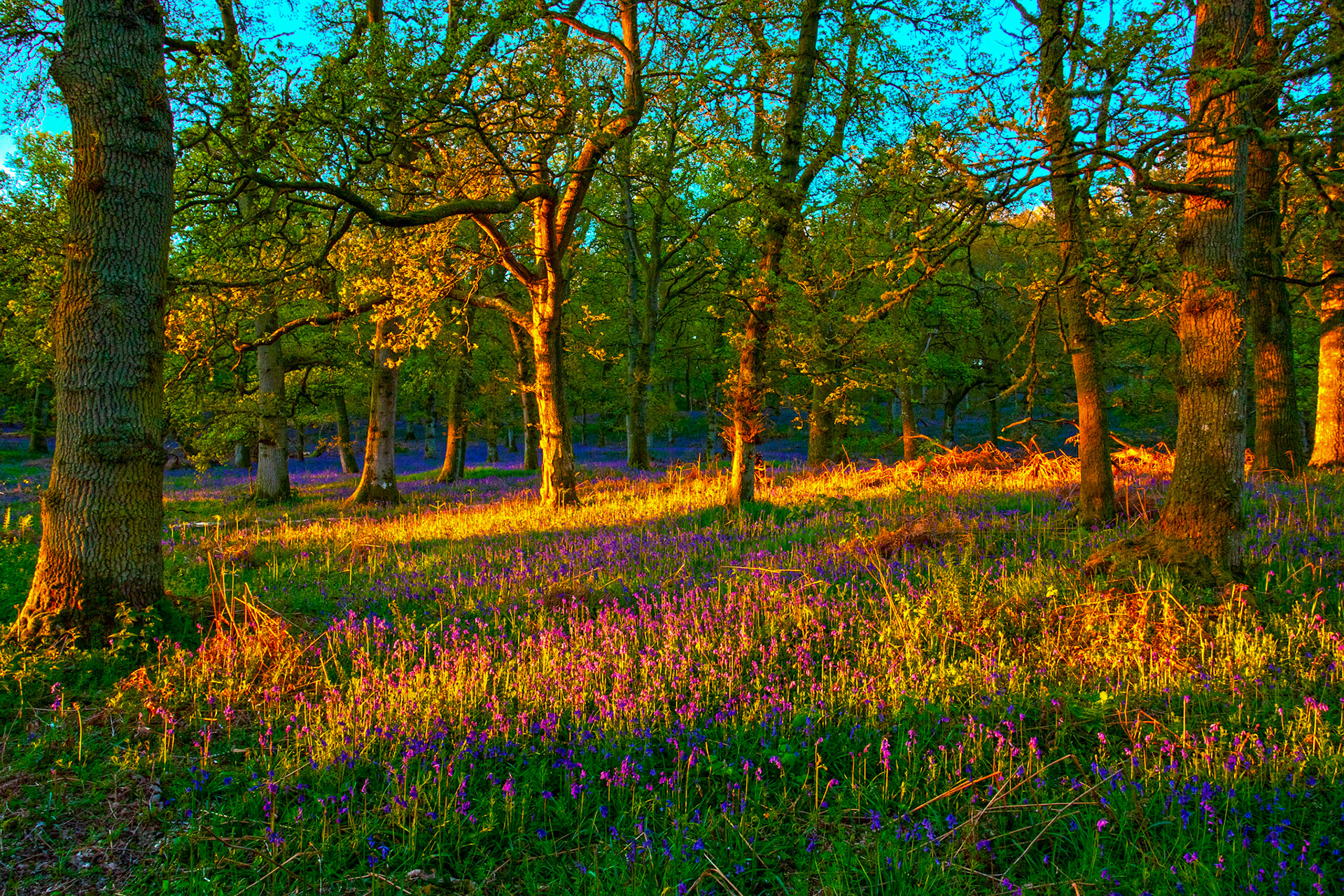 Kinclaven Bluebell Woods 16 May 2026