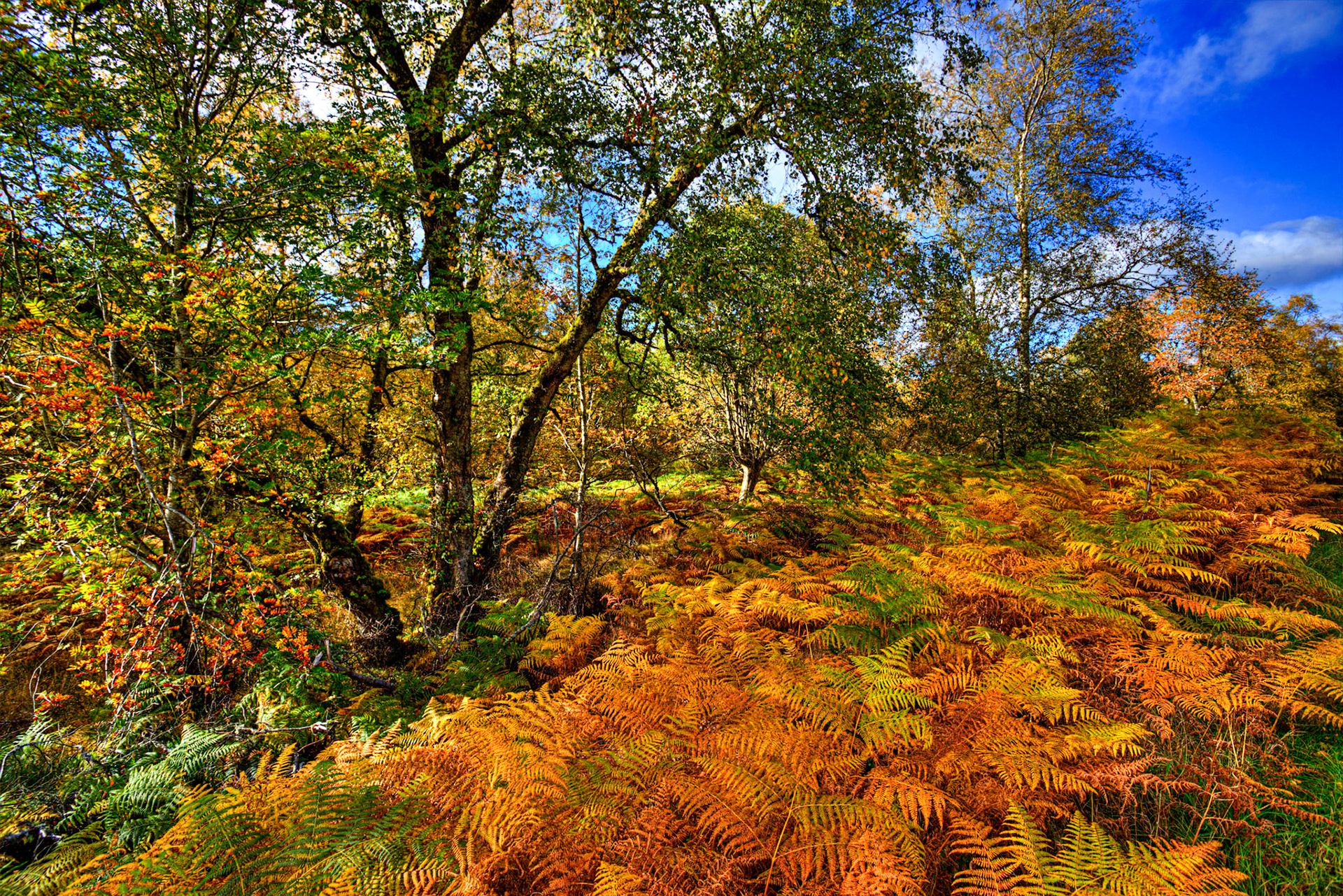 Autumn in Aberdeenshire 14 to 16 October 2022