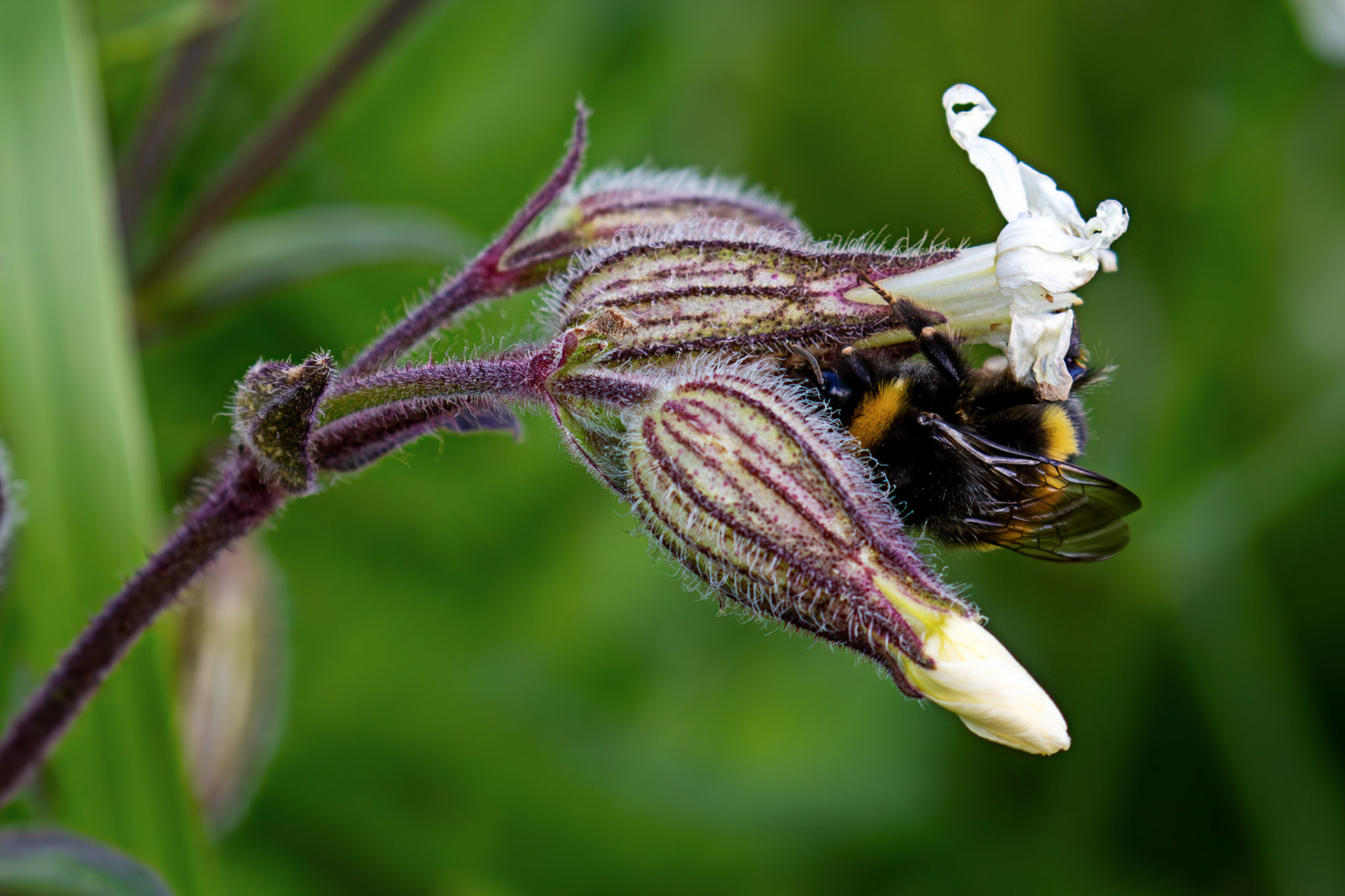 White-tailed bumblebee (Bombus lucorum) at The Knock, Bathgate Hills 20 June 2026