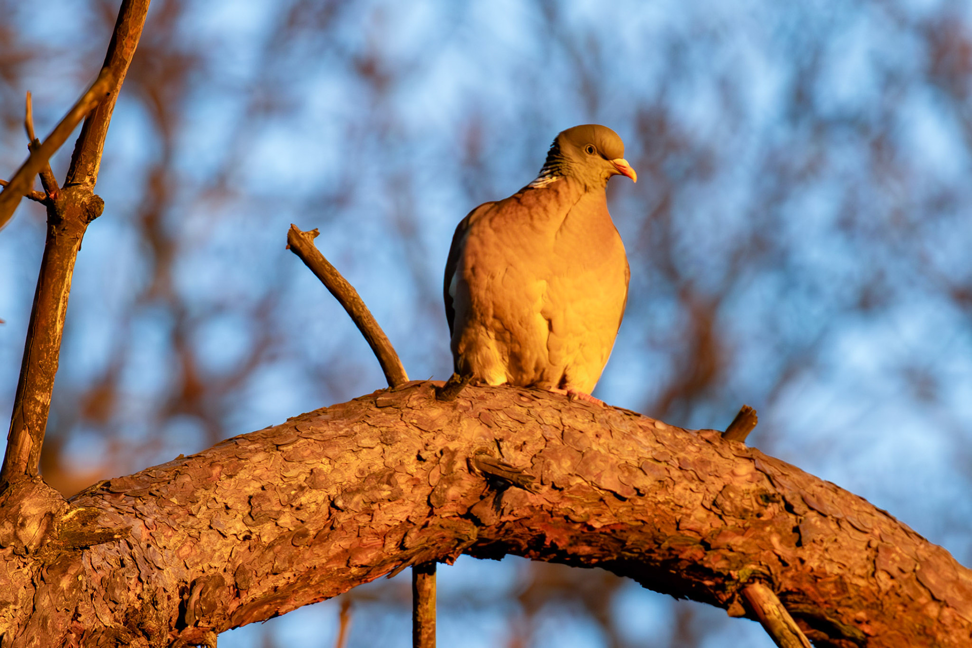 Woodpigeons in Howden Park - Walled Garden 29 January 2024
