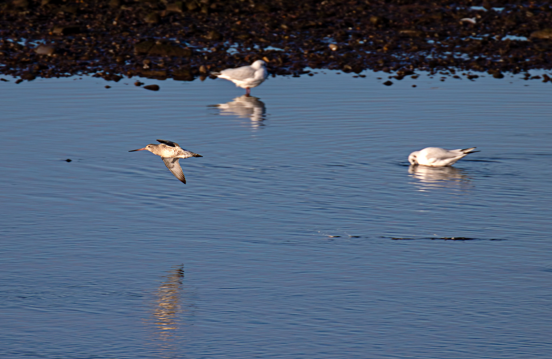 Bar Tailed Godwit, River Esk Musselburgh 18 November 2024