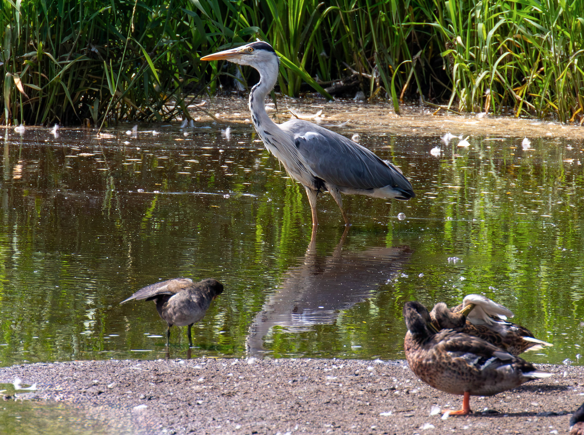 Grey Heron at Pools of Almond, Livingston 23 June 2026