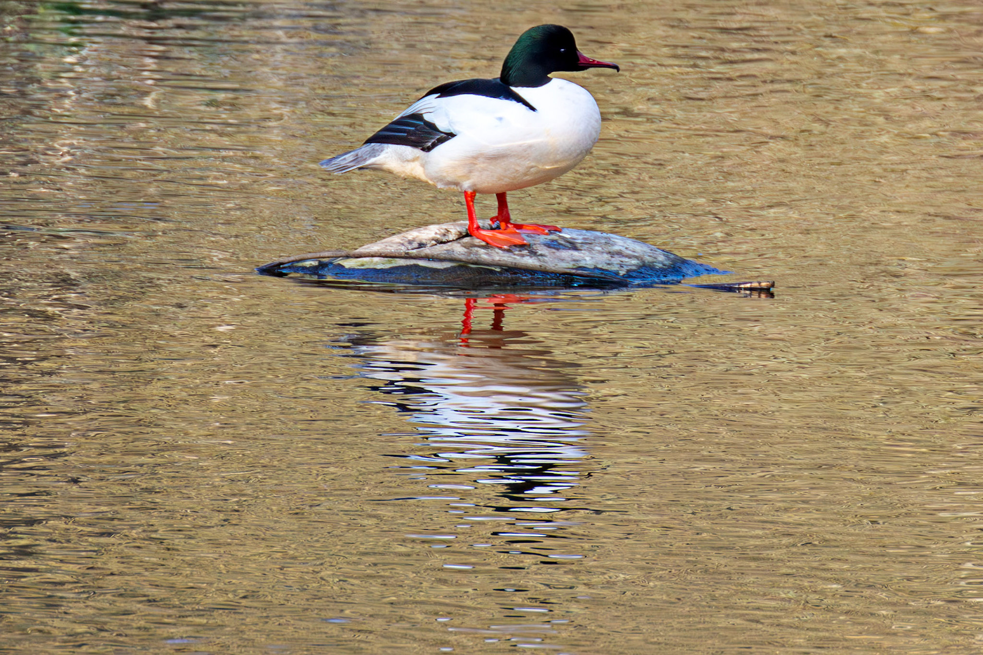 Goosander on River Almond in Almondell 18 March 2025