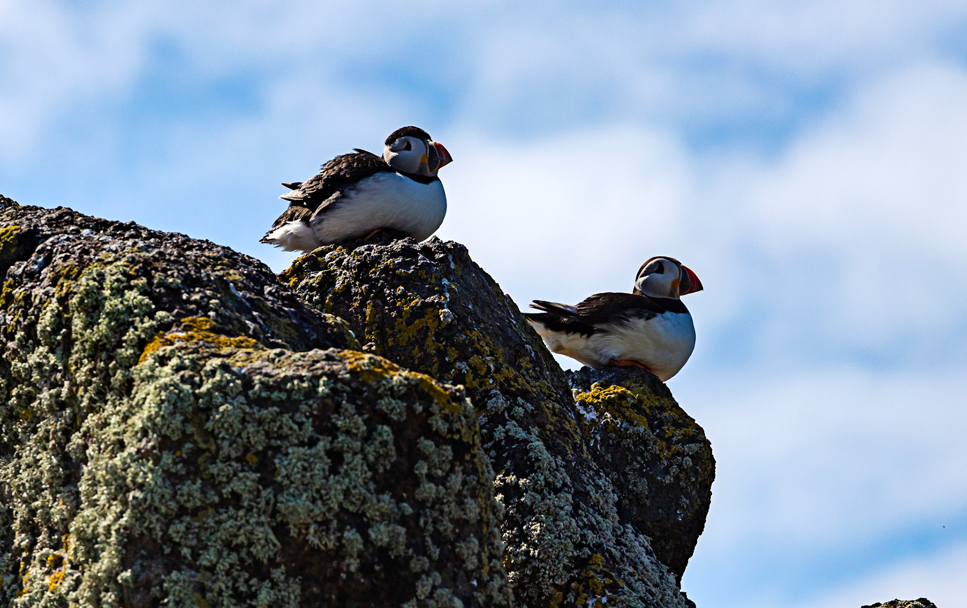 Puffin - Isle of May - 04 June 2022