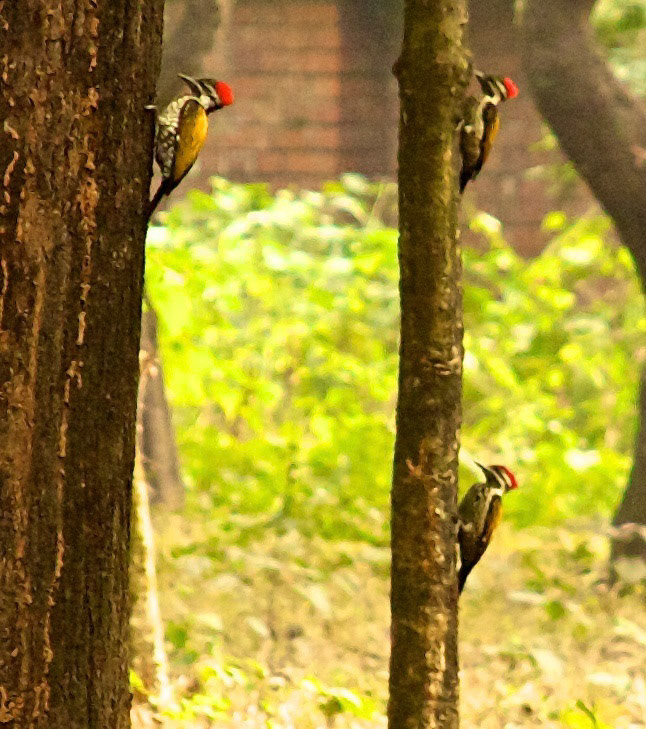 Black-Rumped Flameback Please see my other Photographs at: http://www.jamespdeans.co.uk/