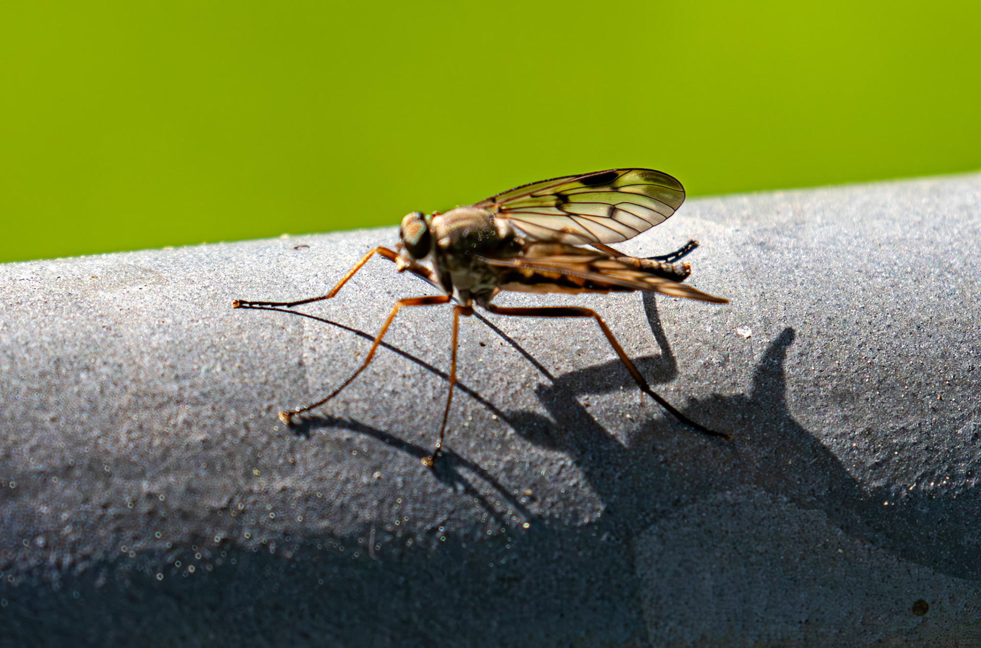 Downlooker Snipefly (Rhagio scolopaceus) - Pollok Estate Glasgow 25 May 2026