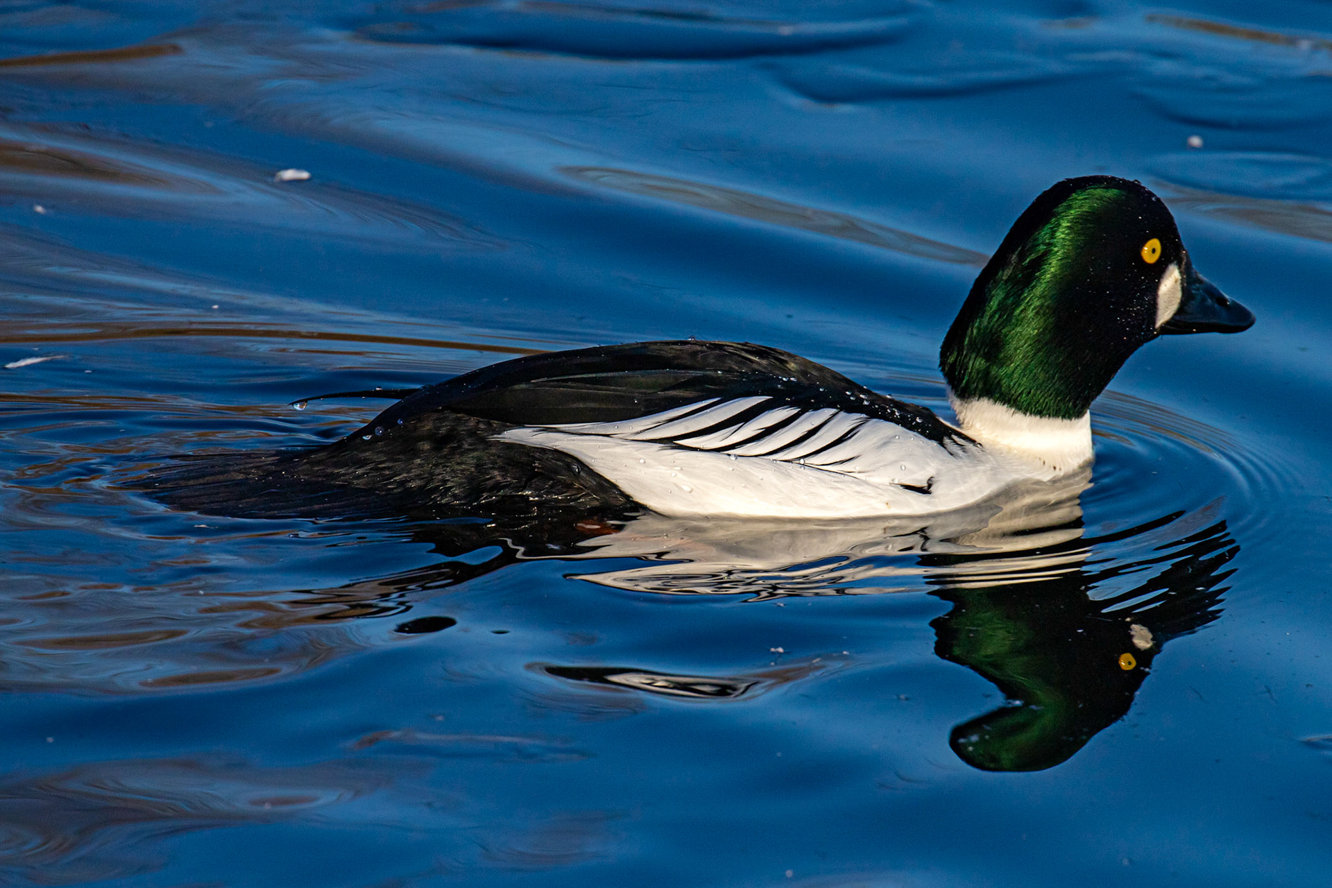 Goldeneye at Hogganfield Loch 10 January 2025