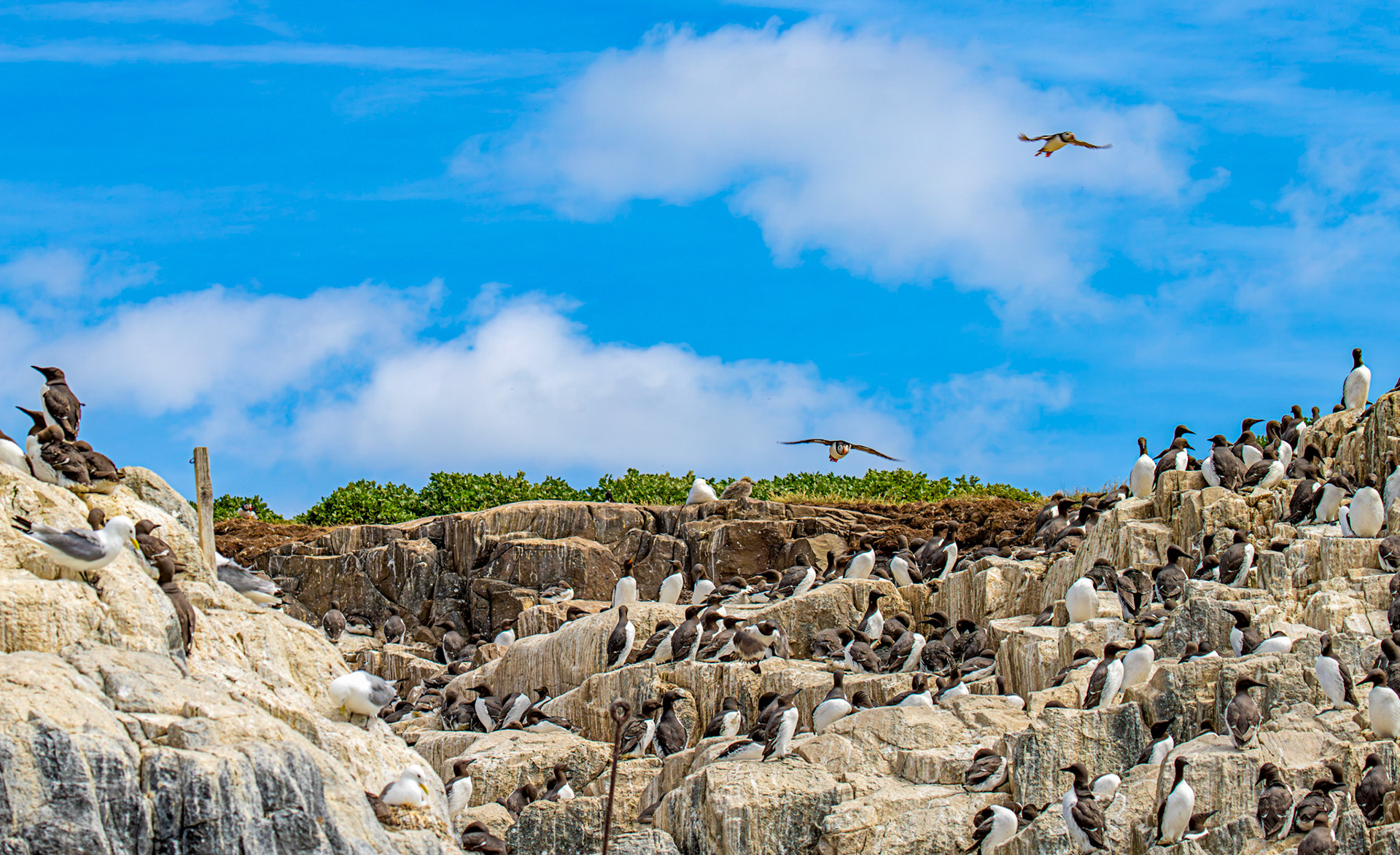 Guillemots, Puffin &amp; Kittiwakes - Farne Islands 03 July 2026