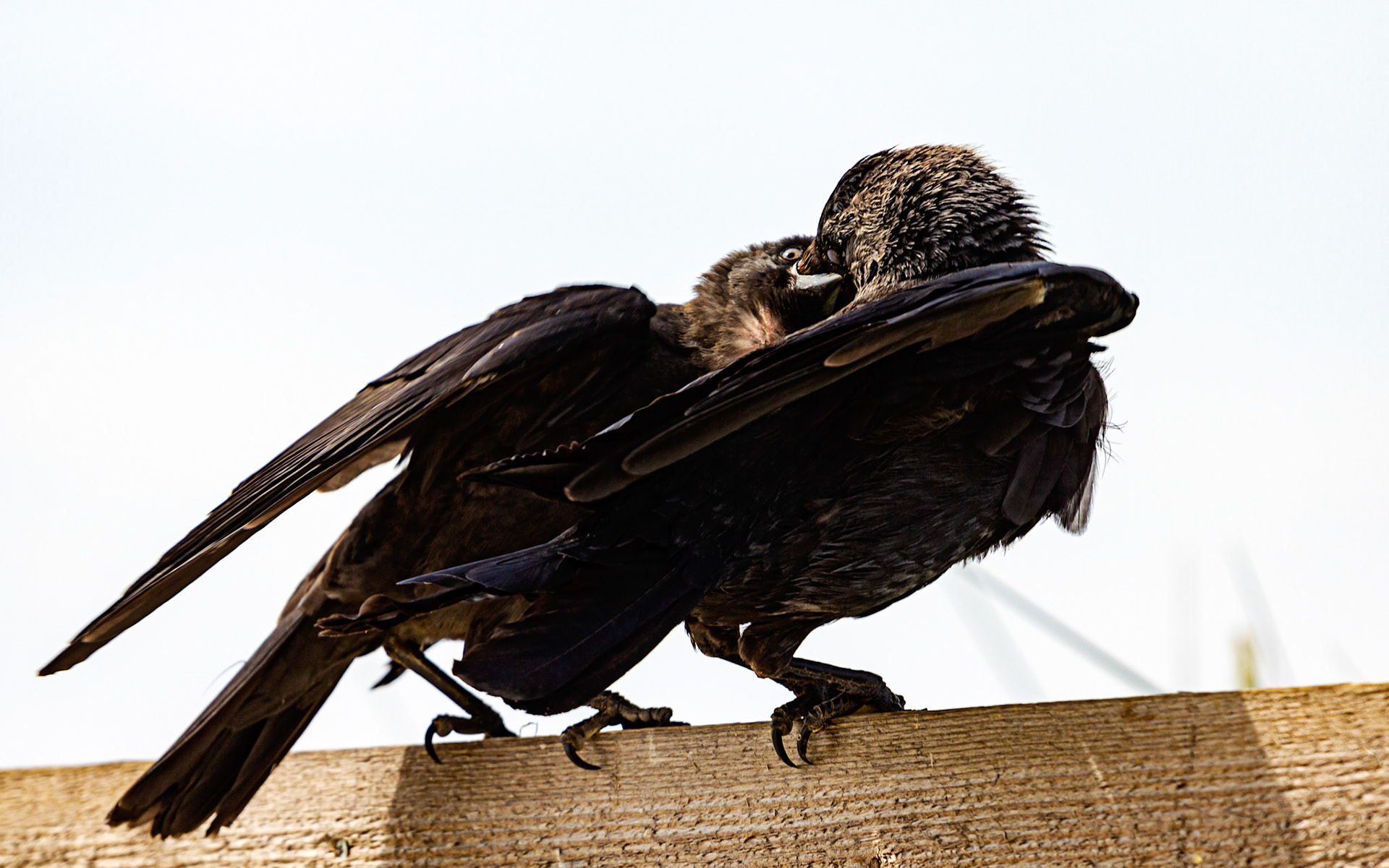 Bembridge IOW 17 July 2022