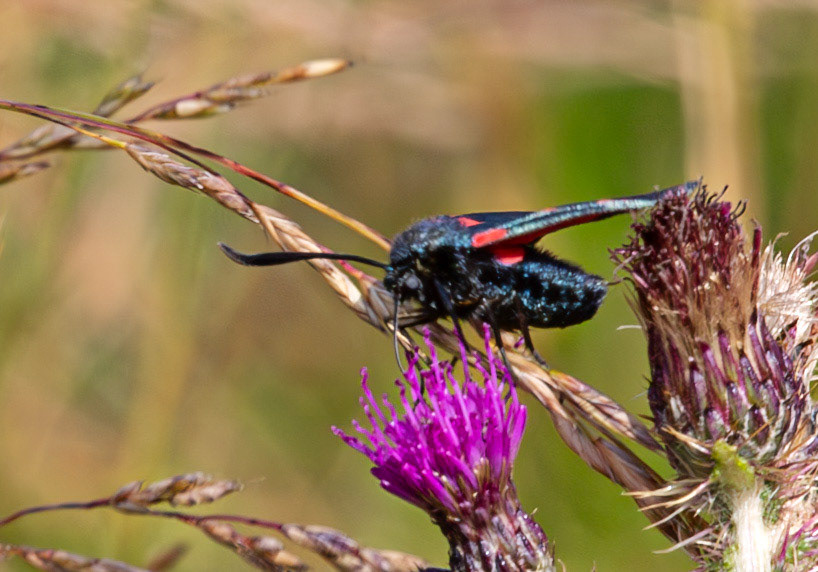 Herperrig Insects 23 July 2024