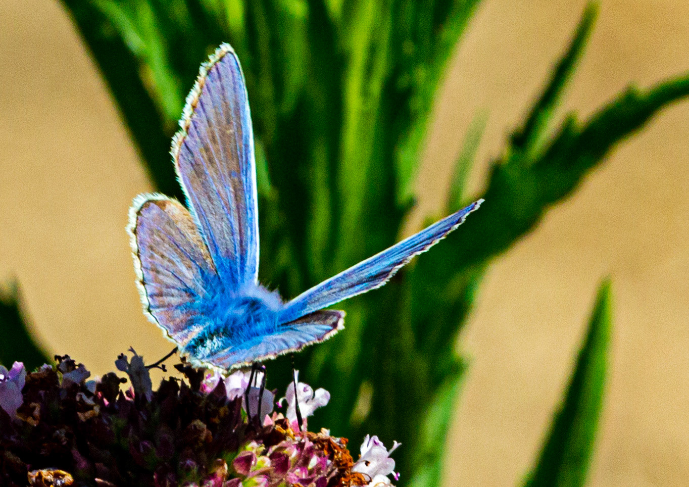 Mottistone IOW 16 July 2022