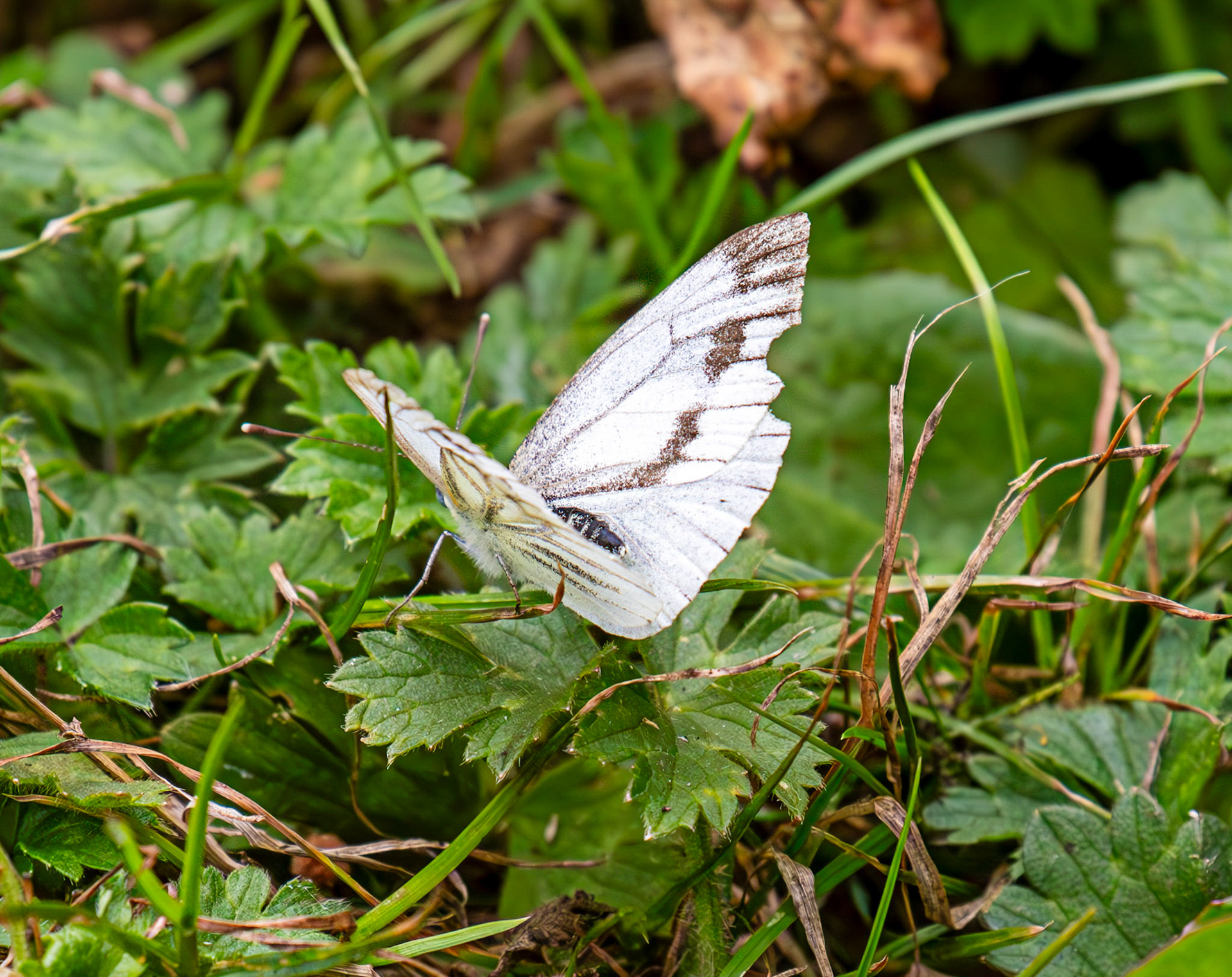 Green-veined White butterfly - Old Alresford 25 July 2025