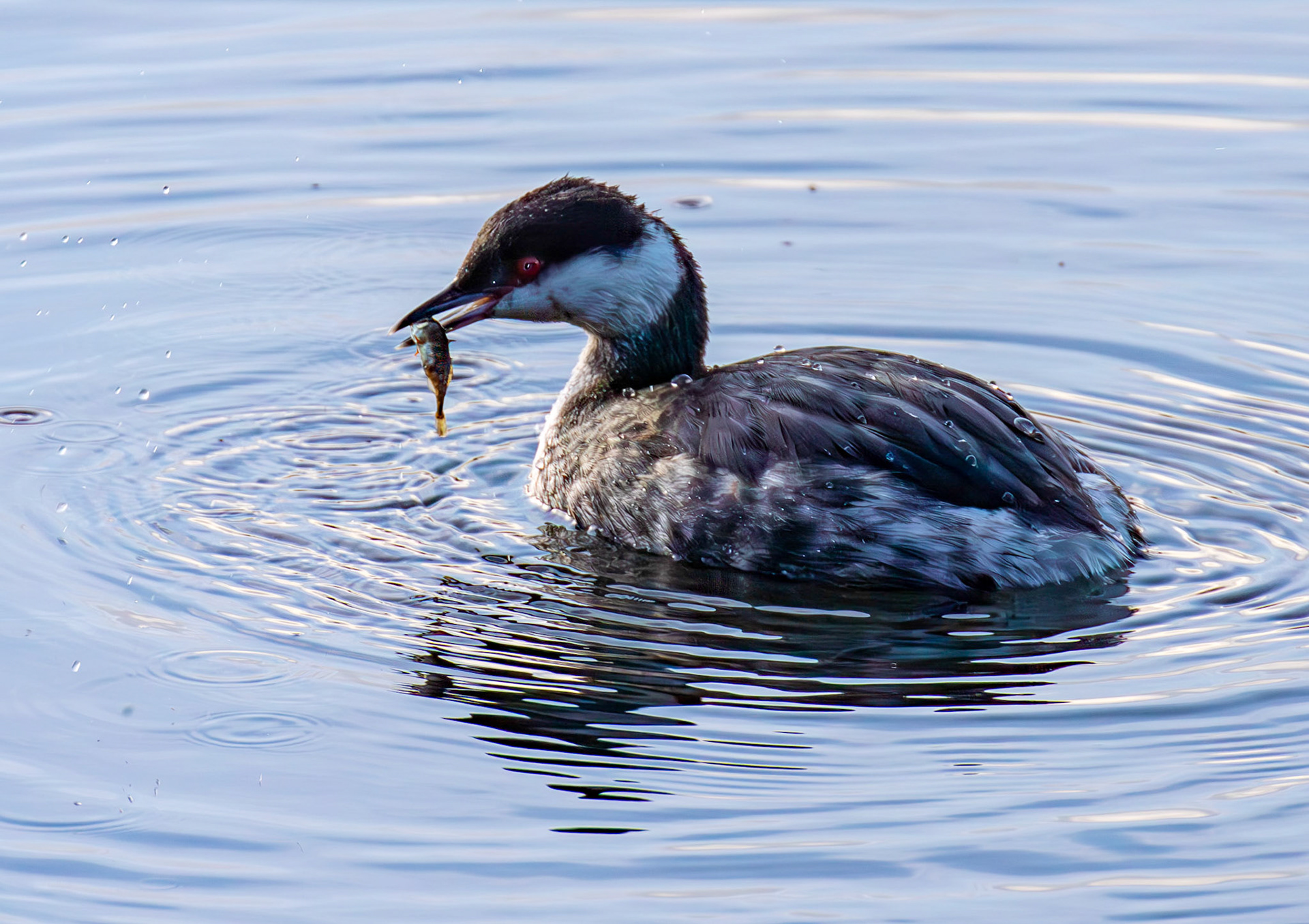 Slavonian Grebe at Linlithgow Loch 18 March 2026