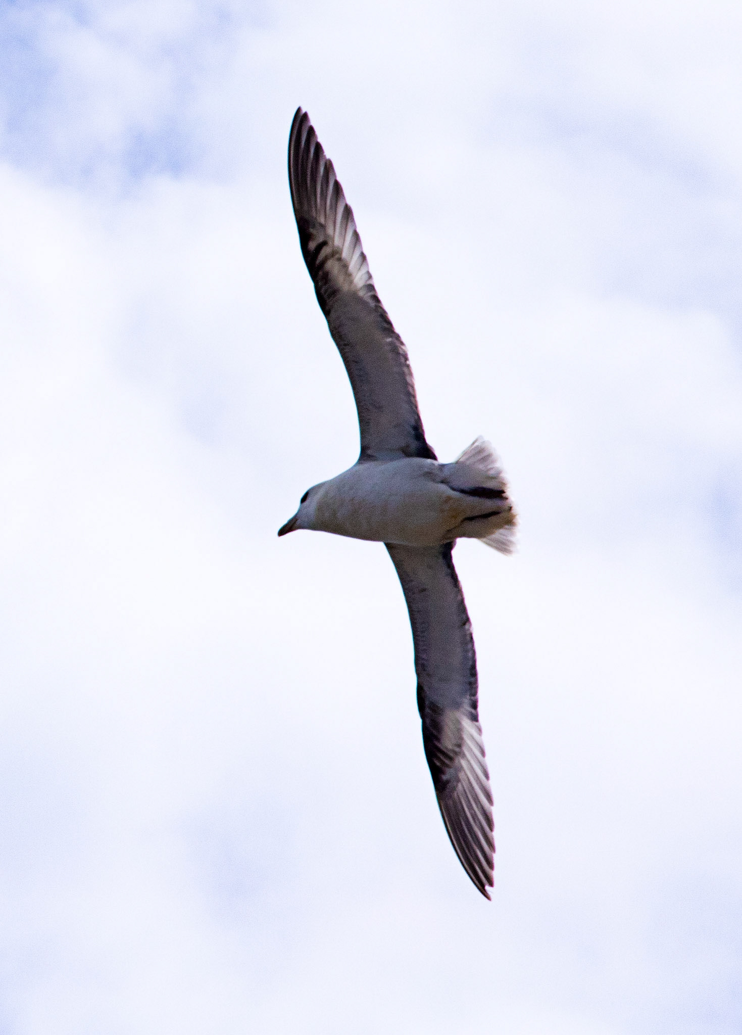 Fulmar at Dysart 25 May 2024