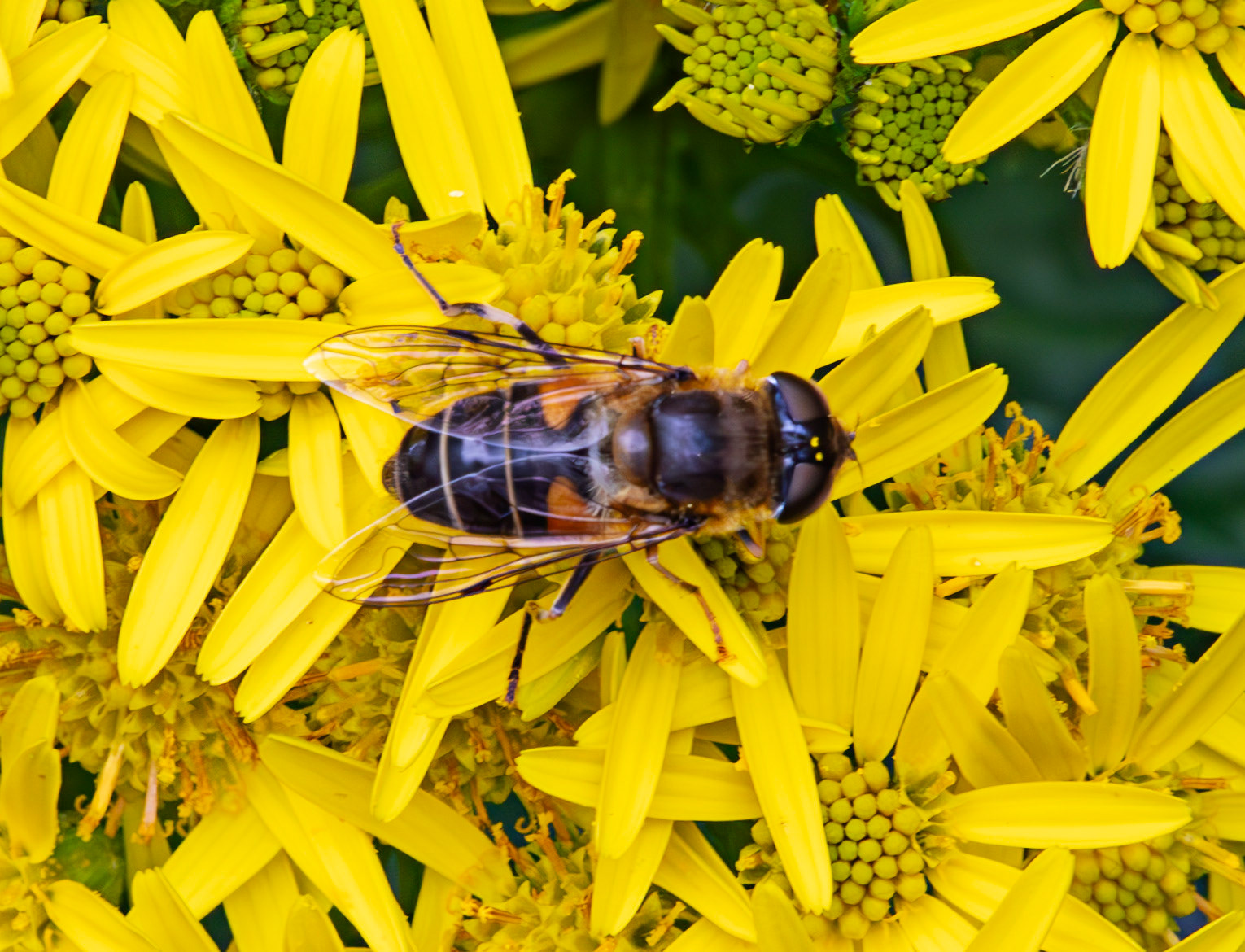Insects in Livingston 22 July 2024
