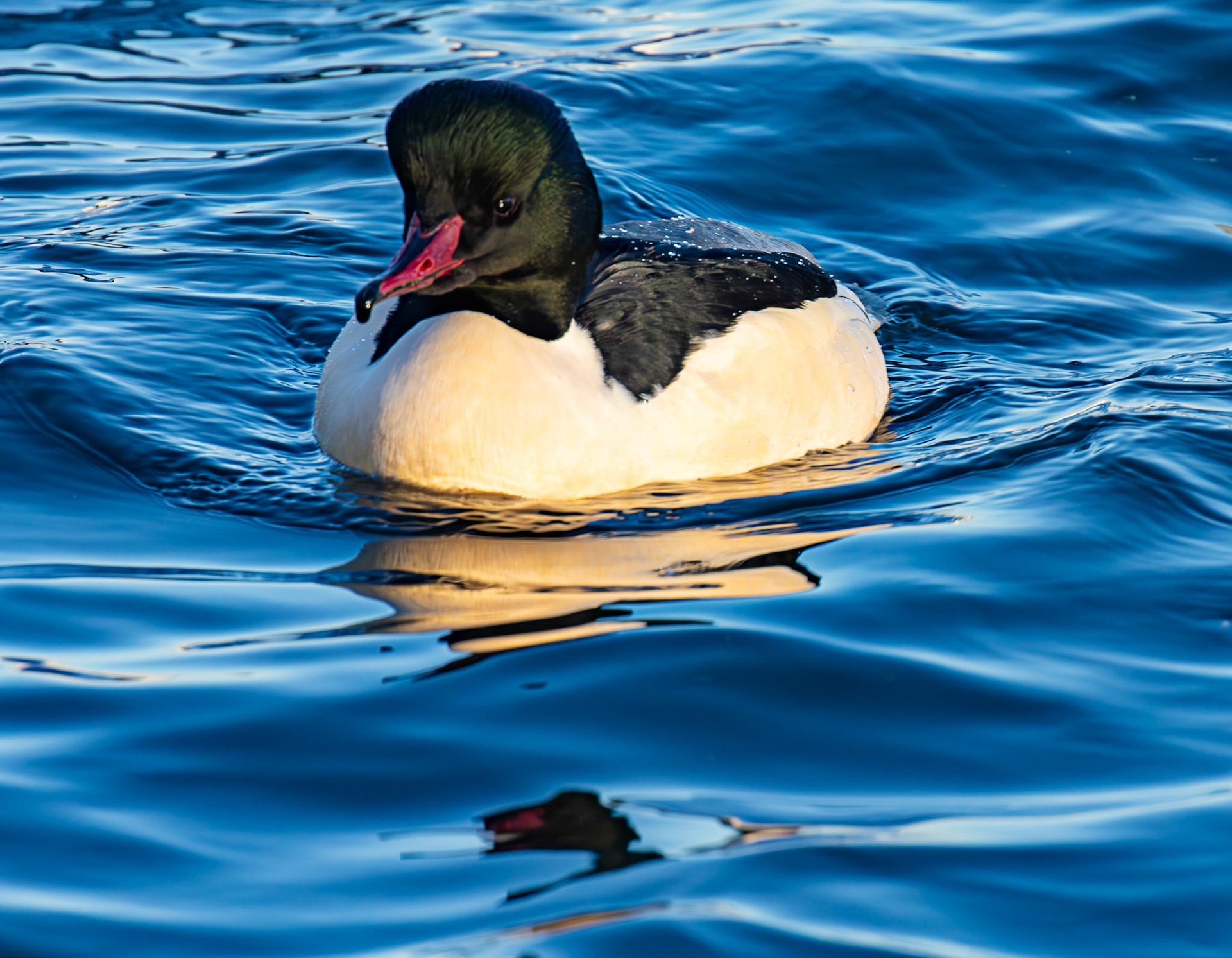 Goosander at Hogganfield Loch 10 January 2025