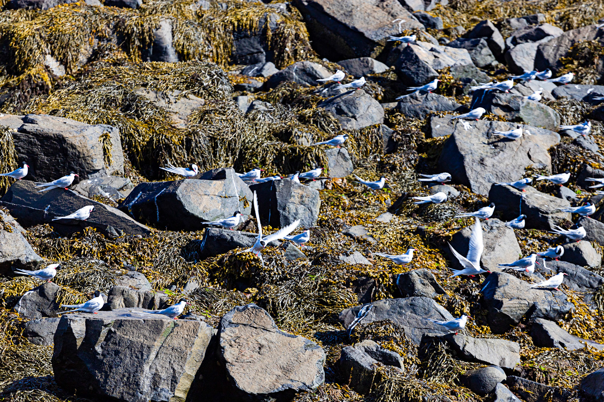 Isle of May - 04 June 2022