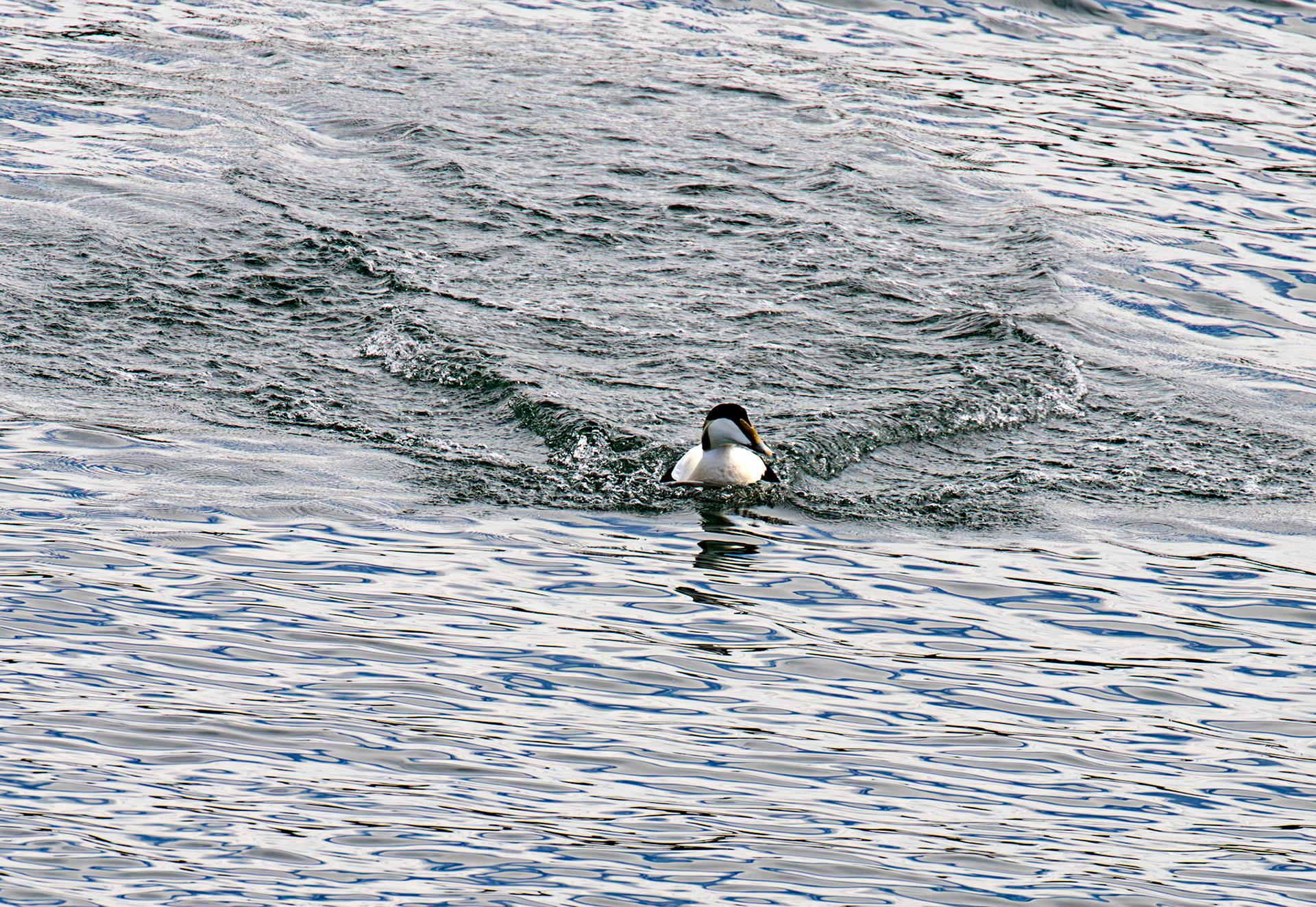 Kirkcaldy Harbour 23 May 2026