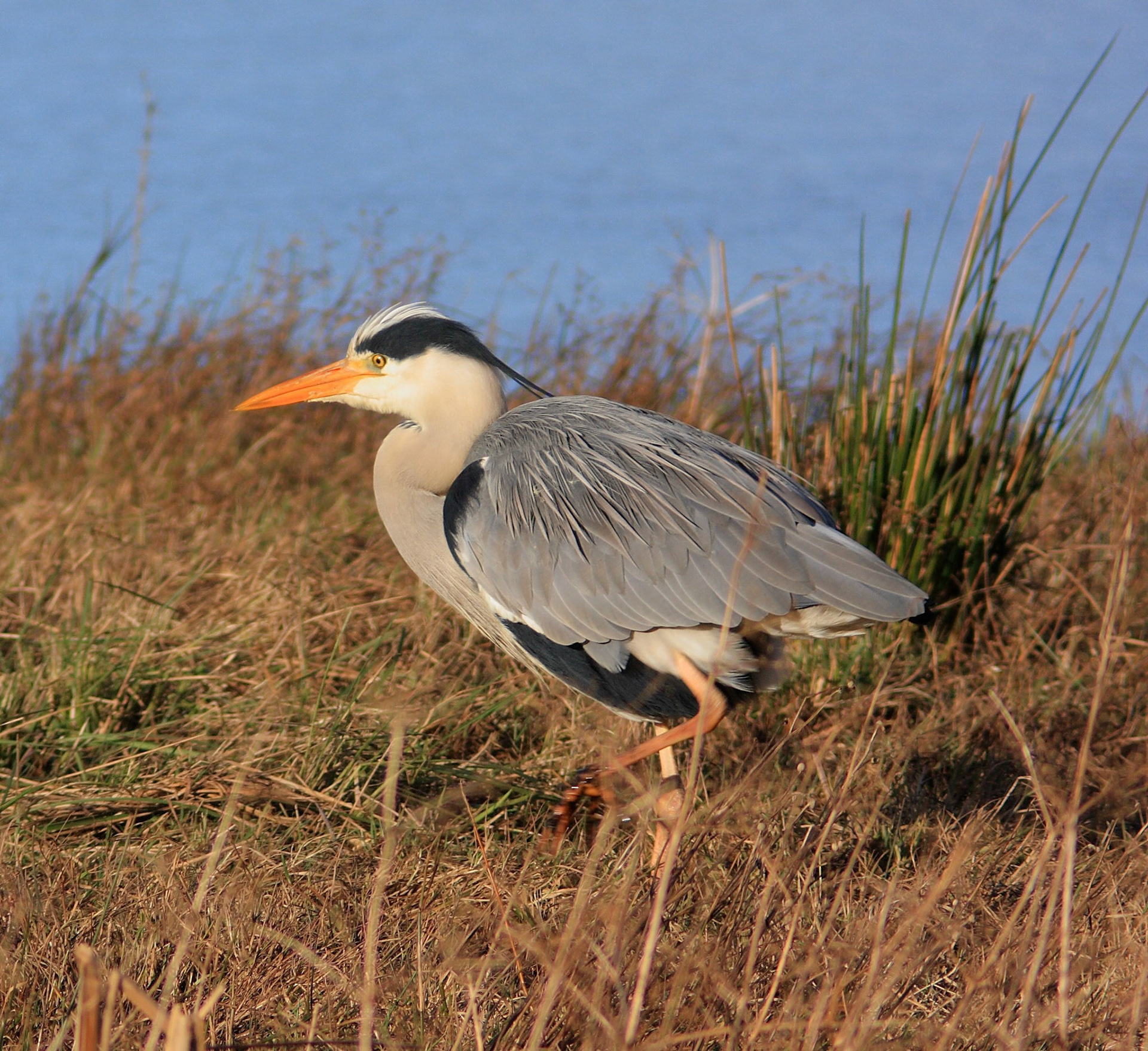 I wanted to put up some Photographs of Grey Herons. They're great birds and well worth watching. I've noticed great variations in their behaviour over the years, in some areas they're shy and retiring, elsewhere they can be agressive and forward.