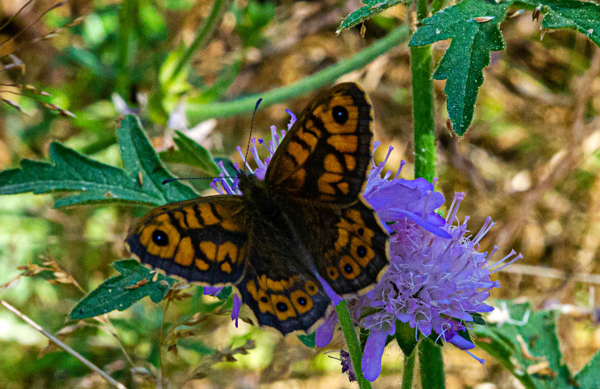 Mottistone IOW 16 July 2022