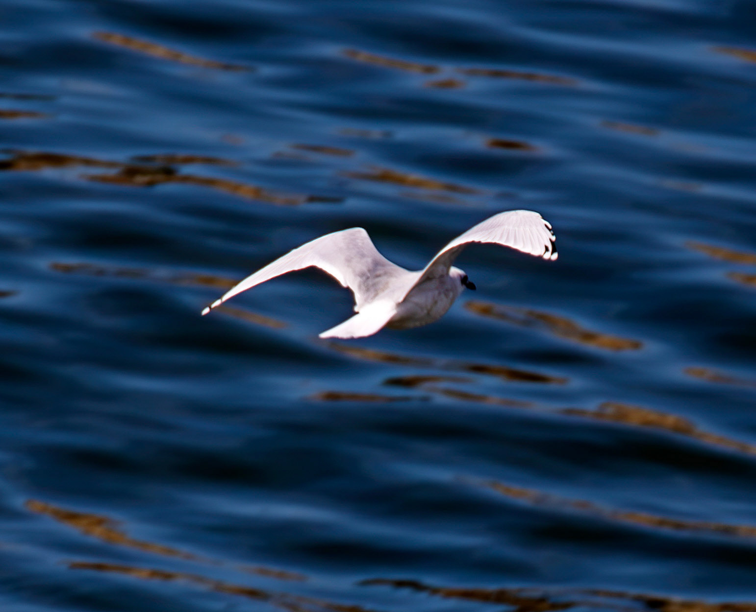 Little Gull - Porto 27 August 2026
