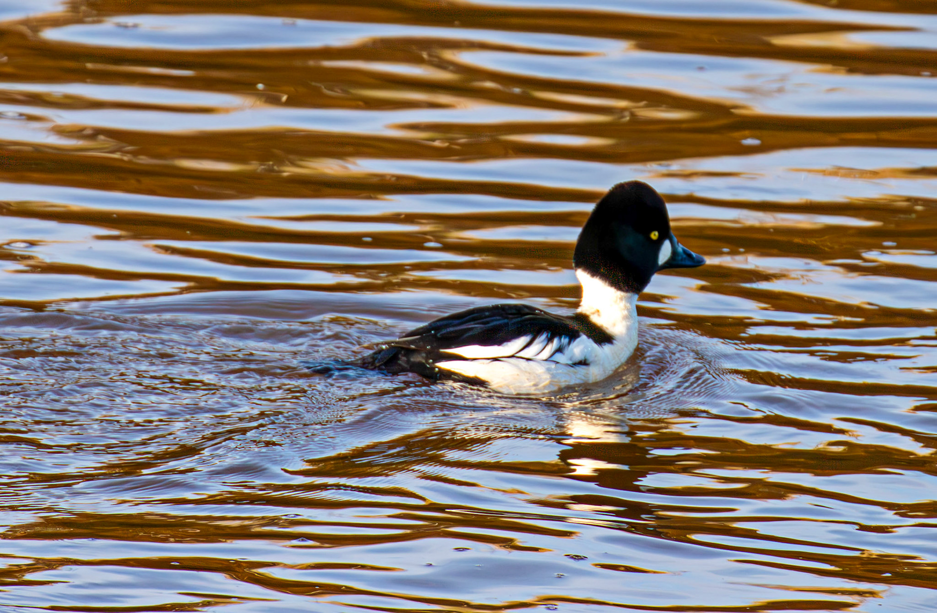 Goldeneye, River Esk Musselburgh 18 November 2024