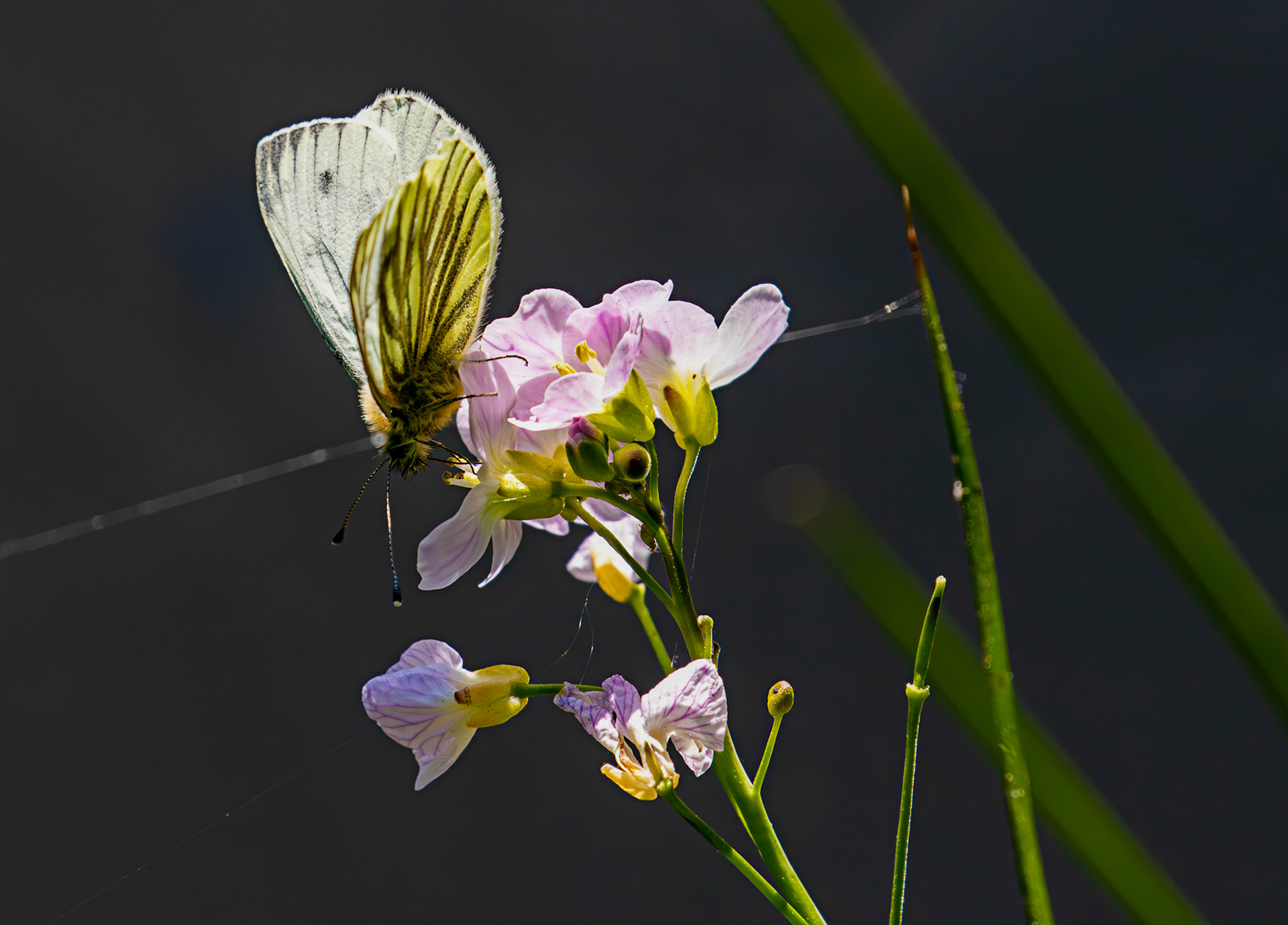 Green Veined White (Pieris napi) - Wild-life Pond at Polkemmet Country Park 13 May 2025