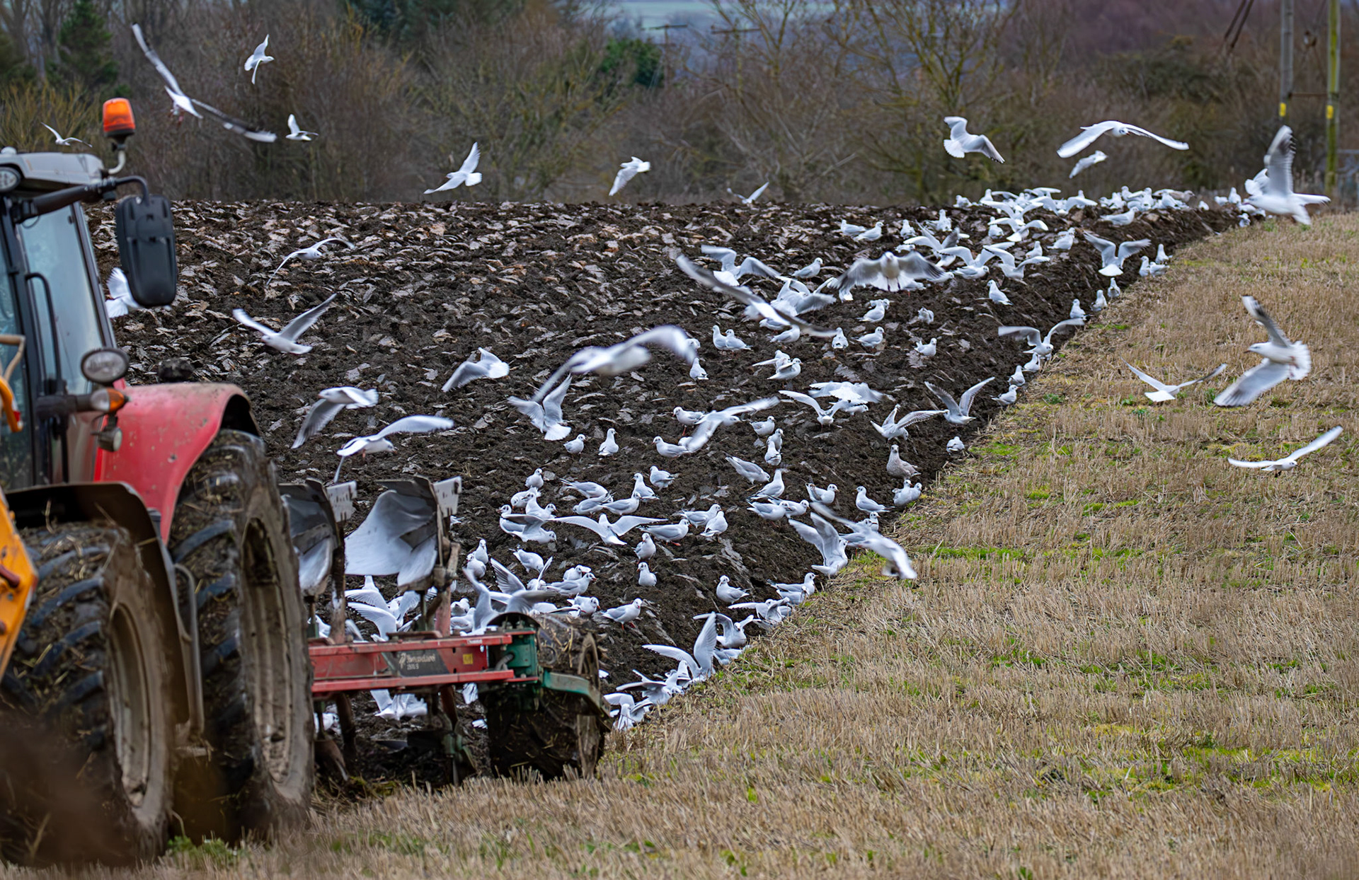 271 Black-Headed Gulls &amp; Herring Gulls. Ploughing at Niddry Castle 04 December 2024