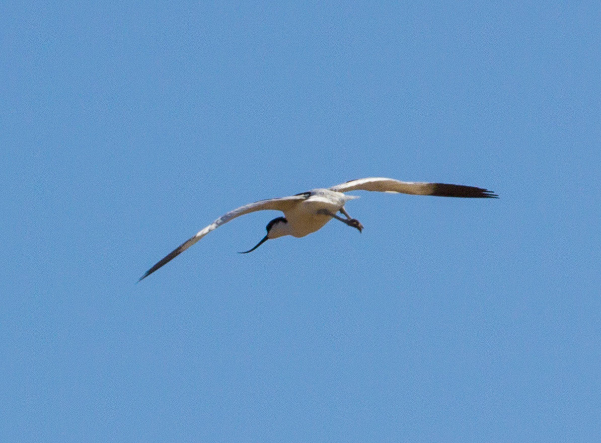 Pied Avocet in the salt pans in Tavira. They are very common in the Salt Pans in the Eastern Algarve, along with Kentish Plovers, Black-Winged Stilts, Greater Flamingos, Little Terns, Yellow Wagtails, European Bee Eaters, and many more.