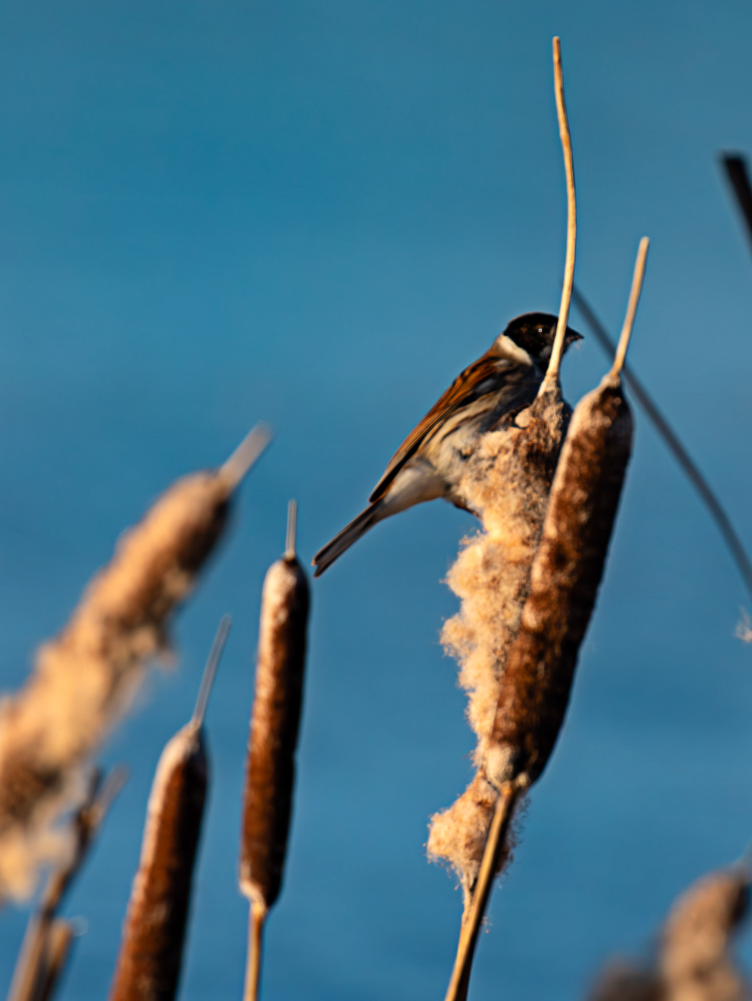 Reed Bunting on Reeds at Letham Pools 08 January 2025
