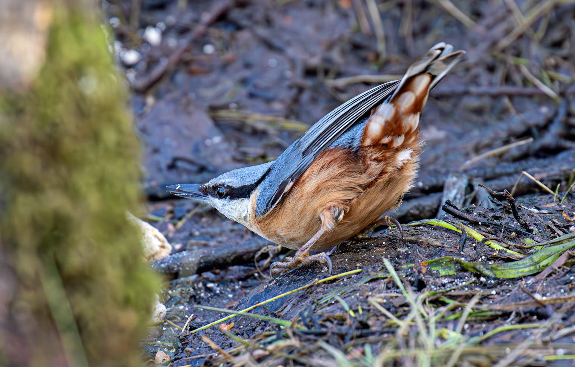 Nuthatch - Bavelaw Marsh 16 January 2026