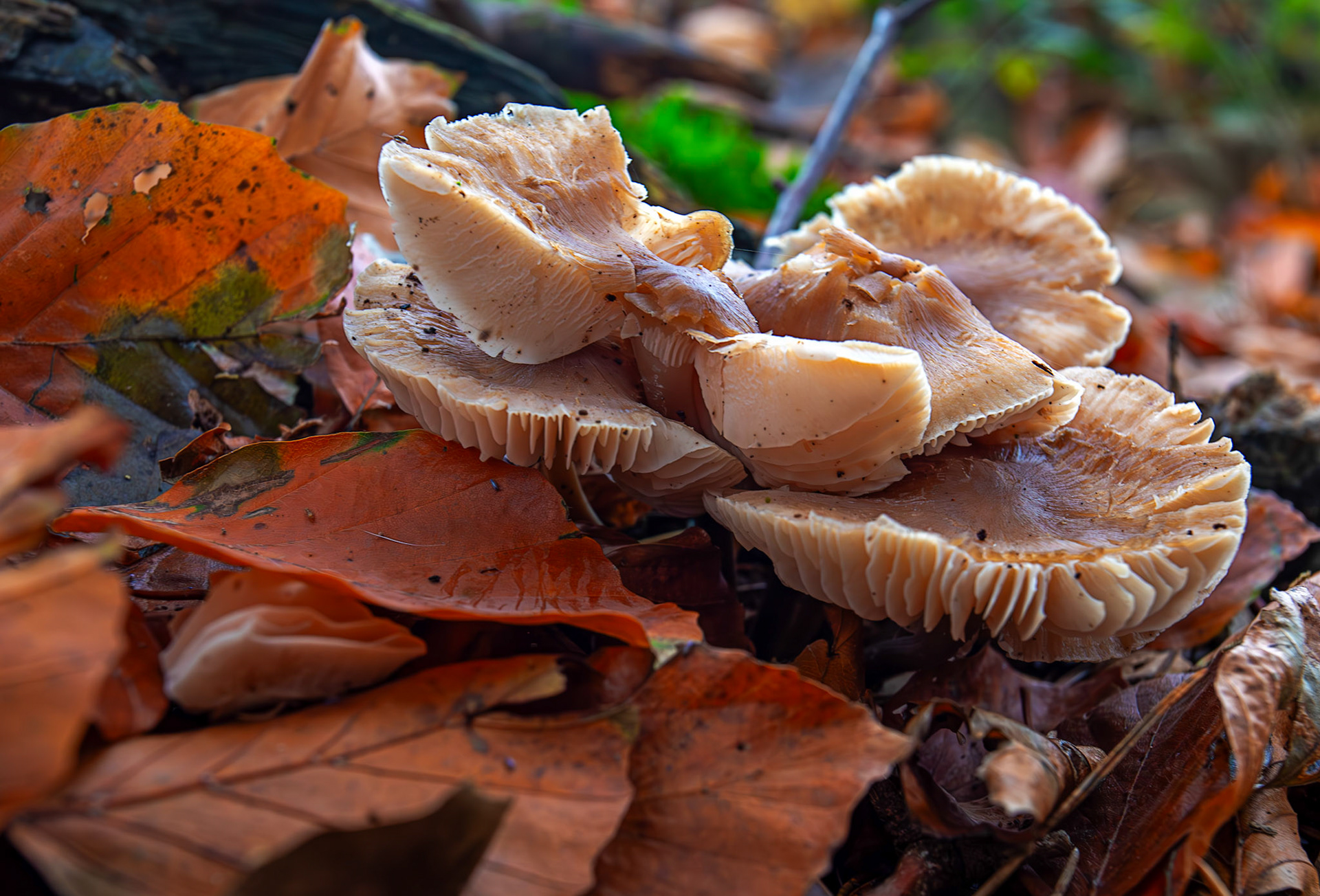 Spindle Toughshanks (Gymnopus fusipes) - Deans Woods - 07 November 2025